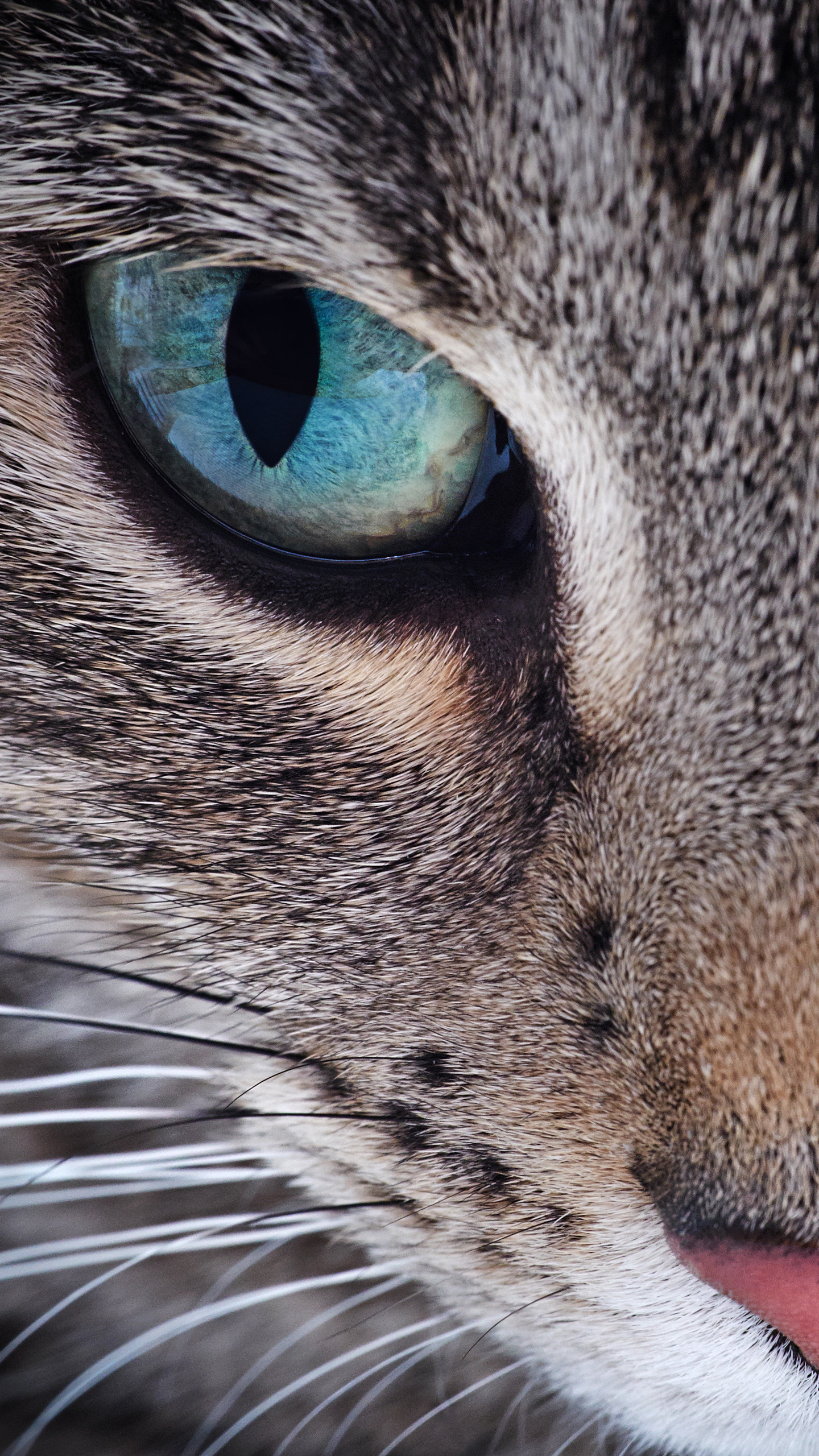 Samsung Galaxy S7 Cat Face Wallpaper​-Quality Free Image and Transparent PNG Clipart