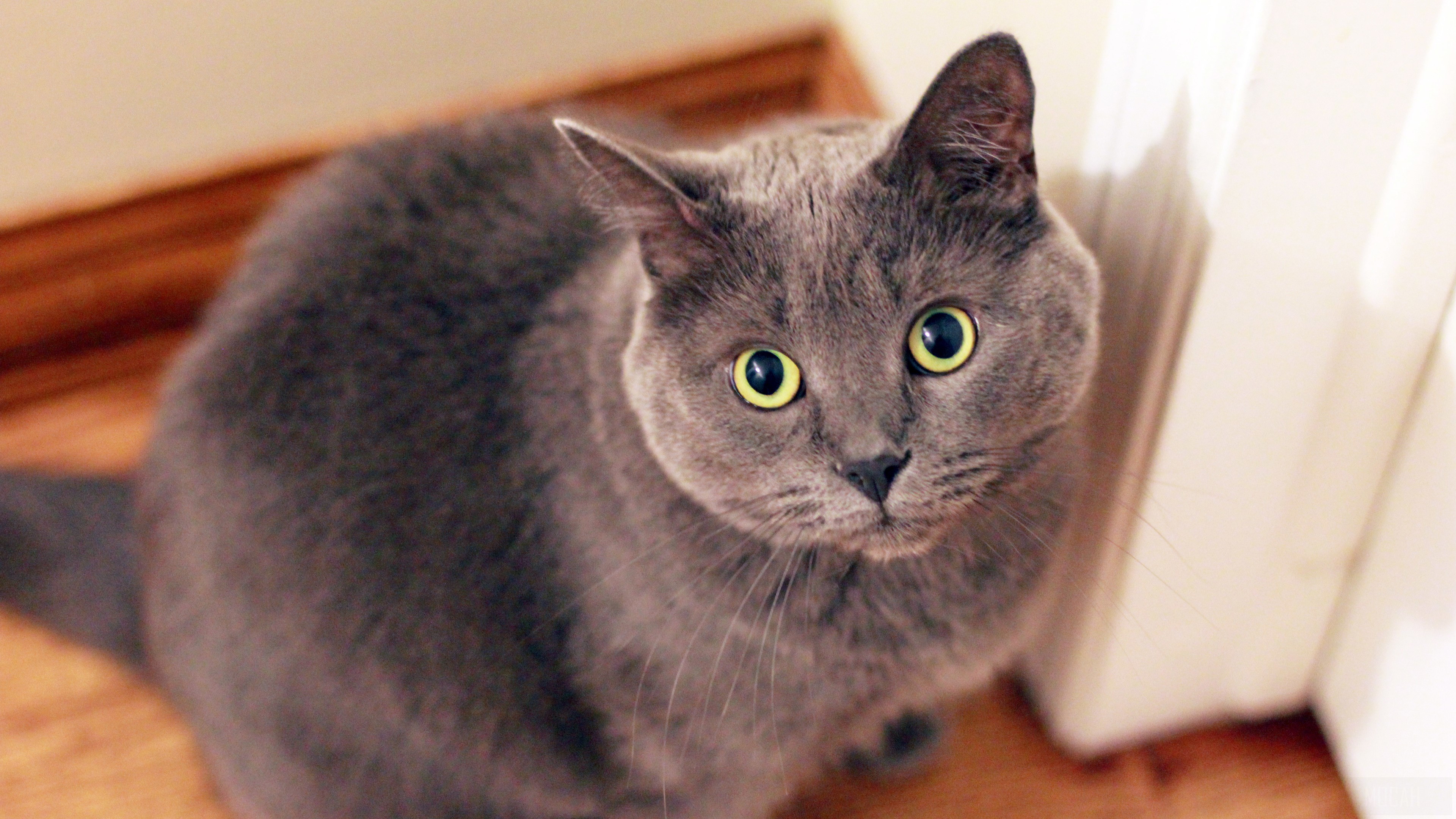 Cat Face 4k Gallery HD Wallpaper