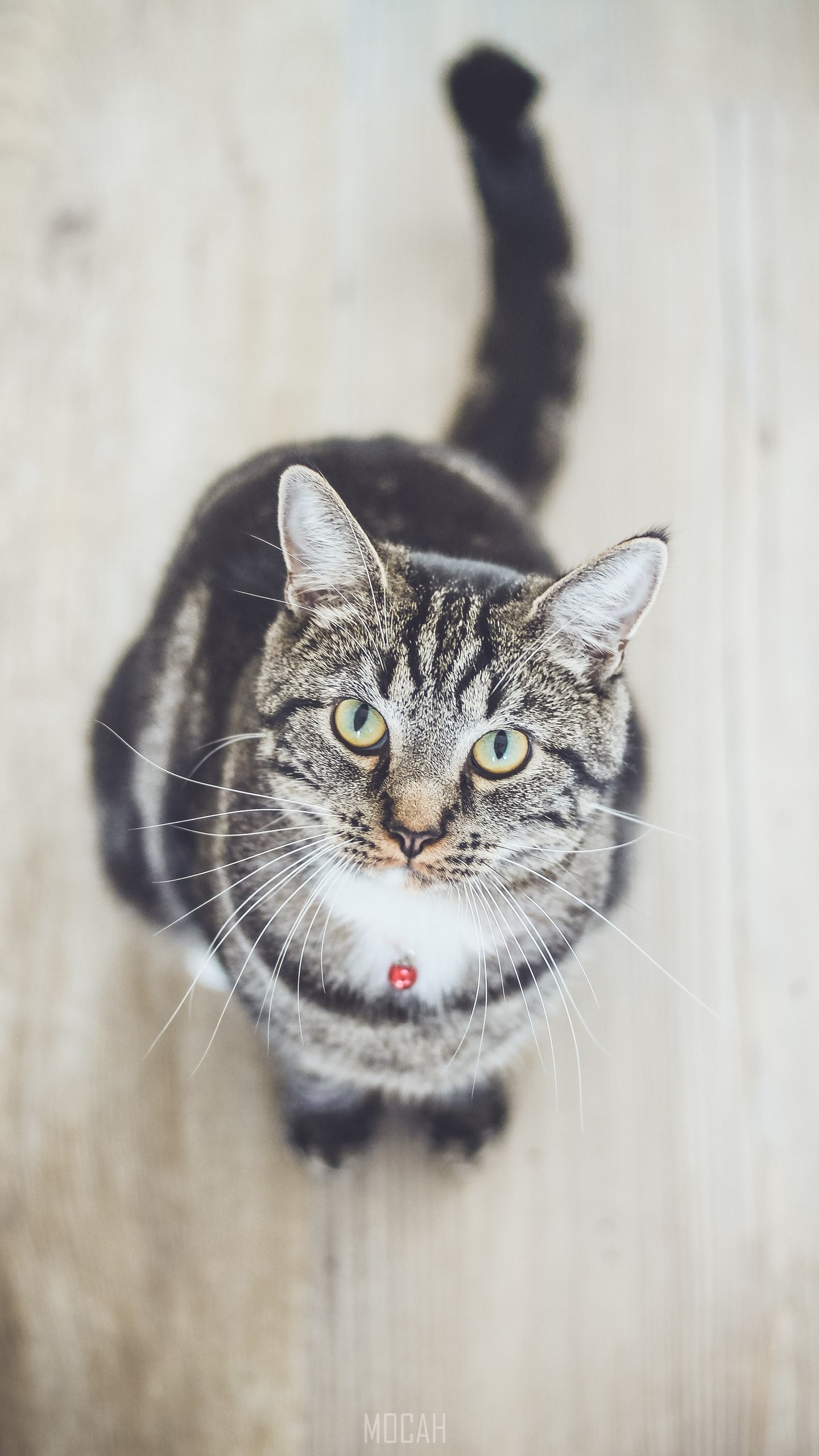 cat cat face cat looking up and pet hd, LG G4 wallpaper hd, 1440x2560 Gallery HD Wallpaper