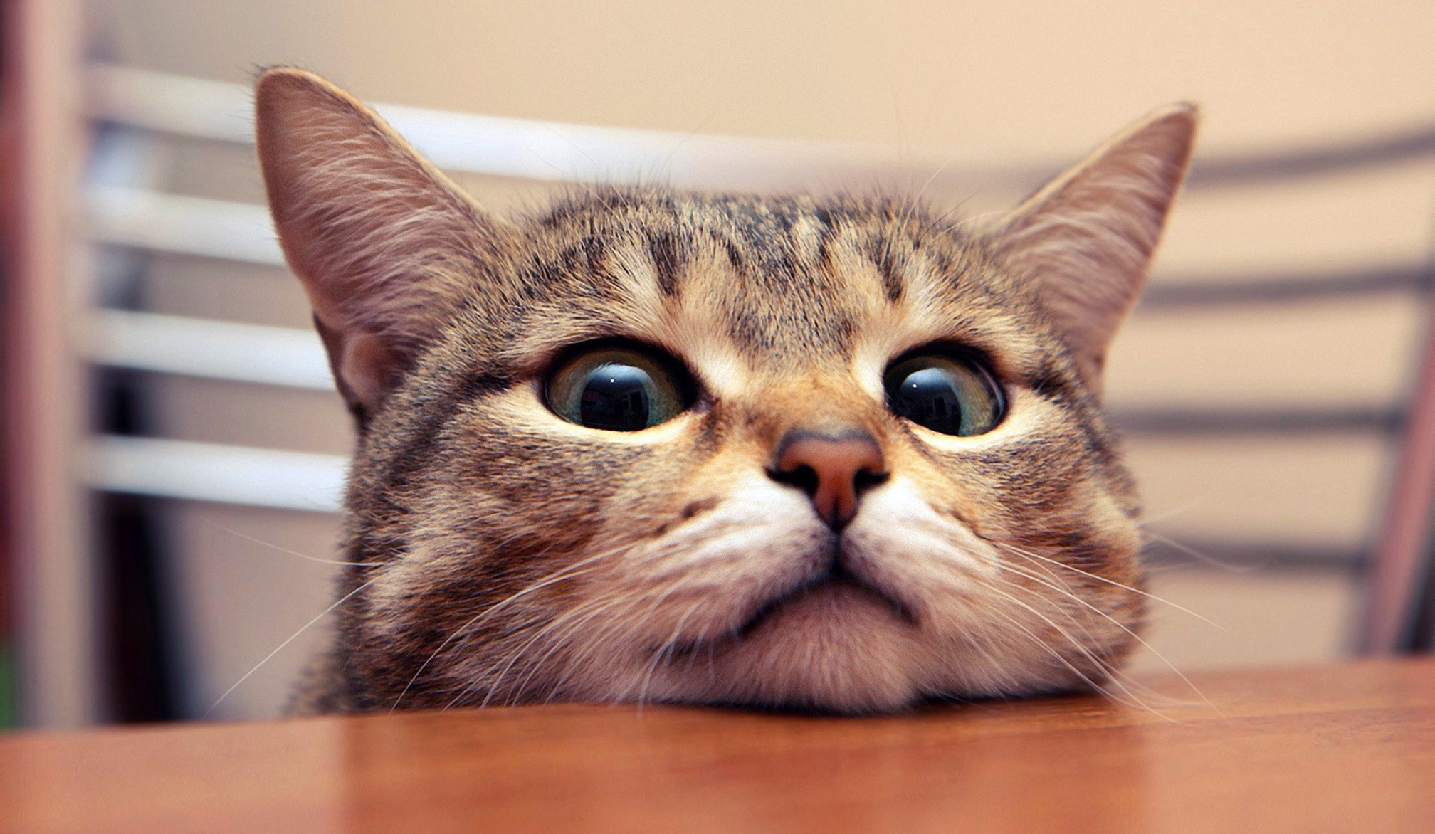 Cat Head On The Desk Wallpaper HD / Desktop and Mobile Background