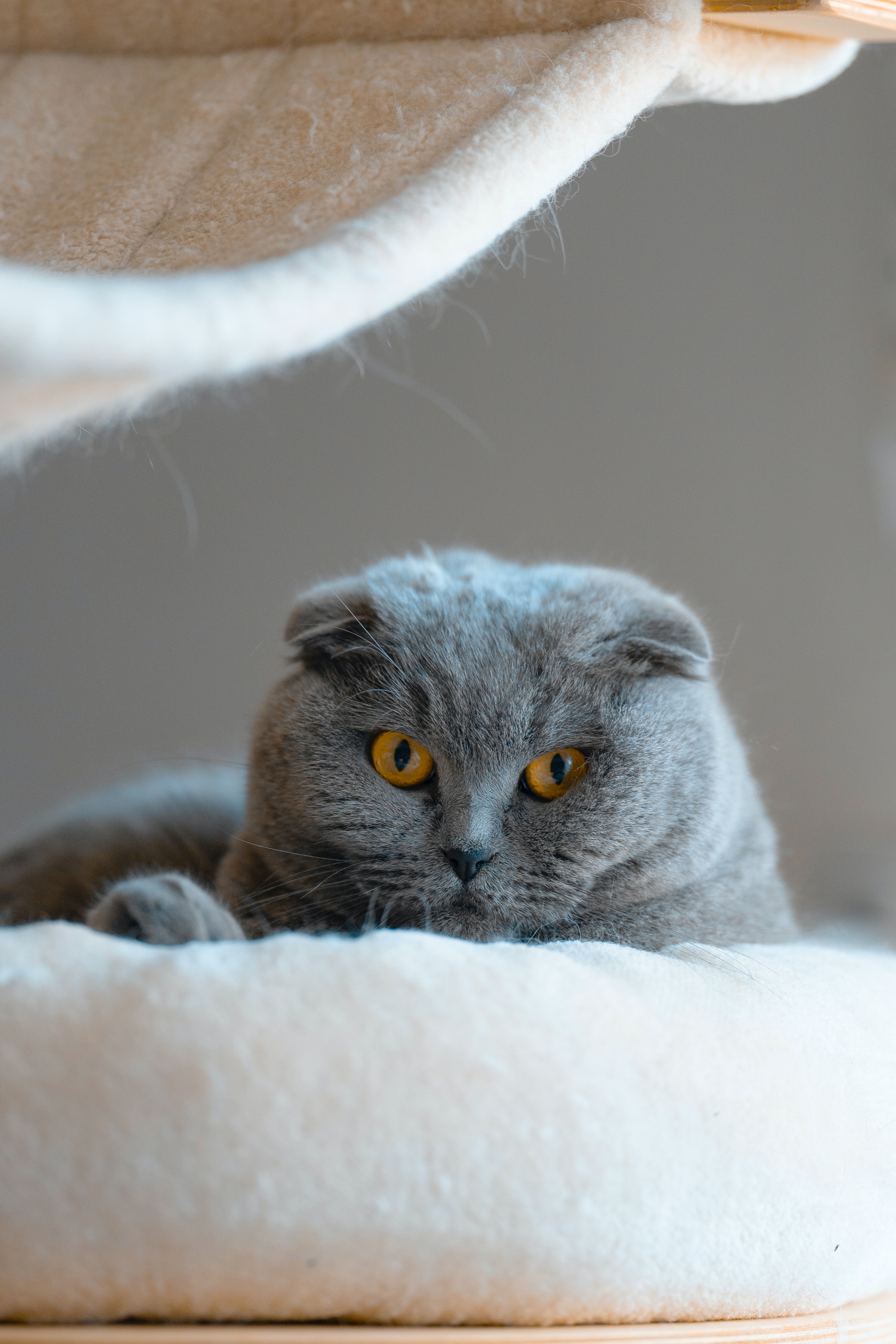 Scottish Fold Photo, Download Free Scottish Fold & HD Image