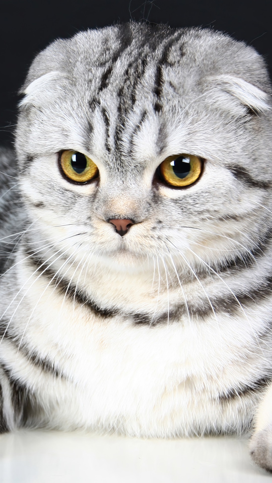 Scottish Fold, Cat, Kitten, Animal, Animals 4k Gallery HD Wallpaper