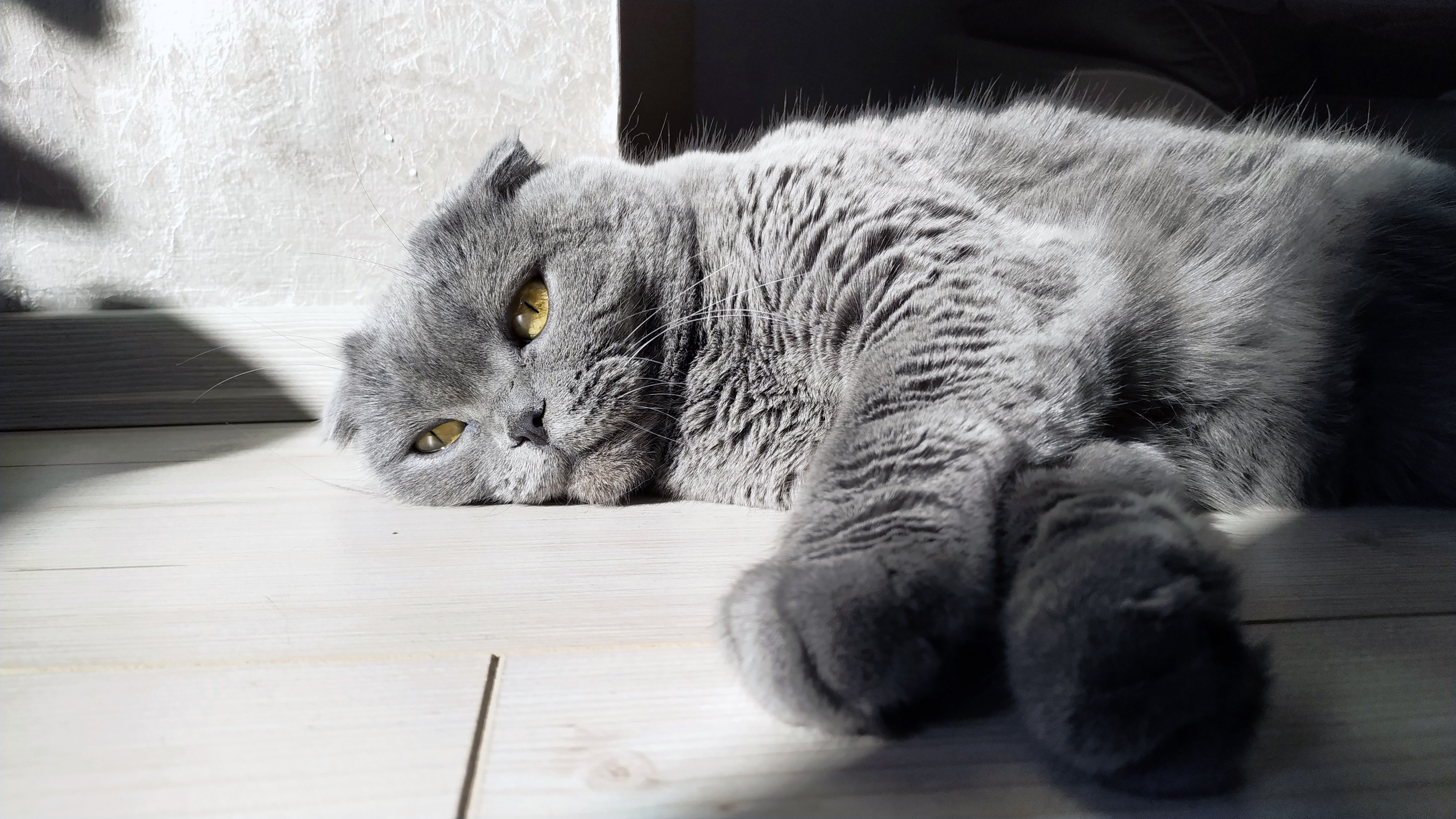 Scottish Fold 4K, Pet, Cat Gallery HD Wallpaper
