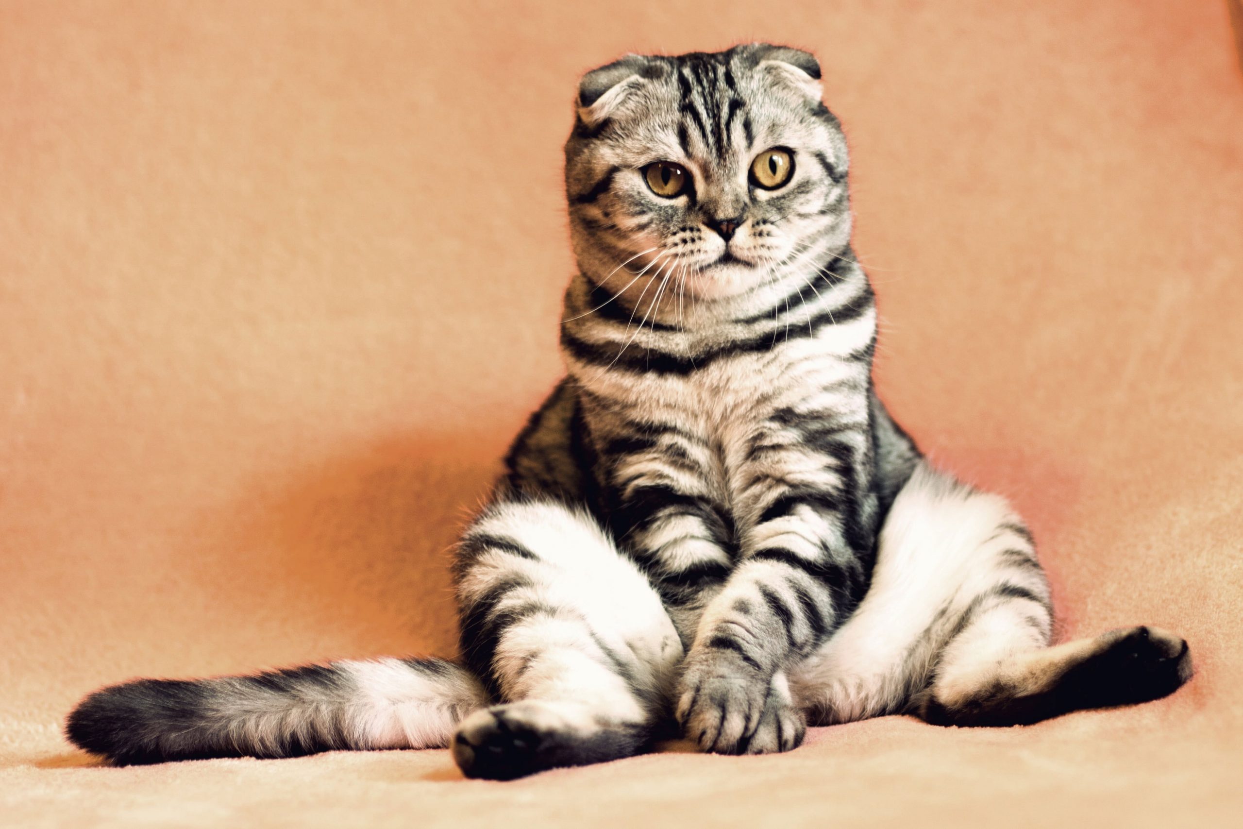 Gray And Black Scottish Fold Cat Wallpaper, Sitting, Cool, Funny, Mammal