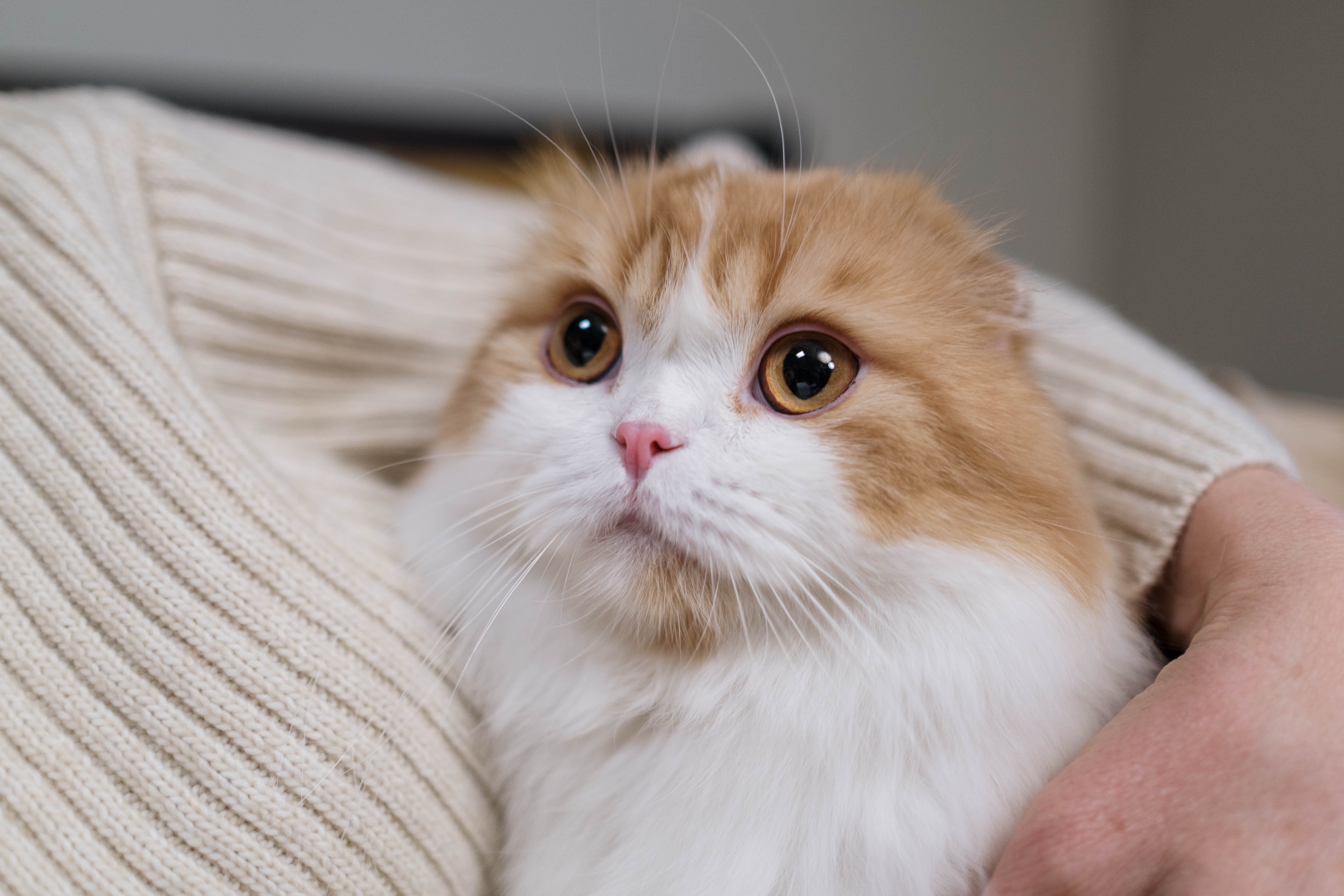 Scottish Fold Photo, Download Free Scottish Fold & HD Image