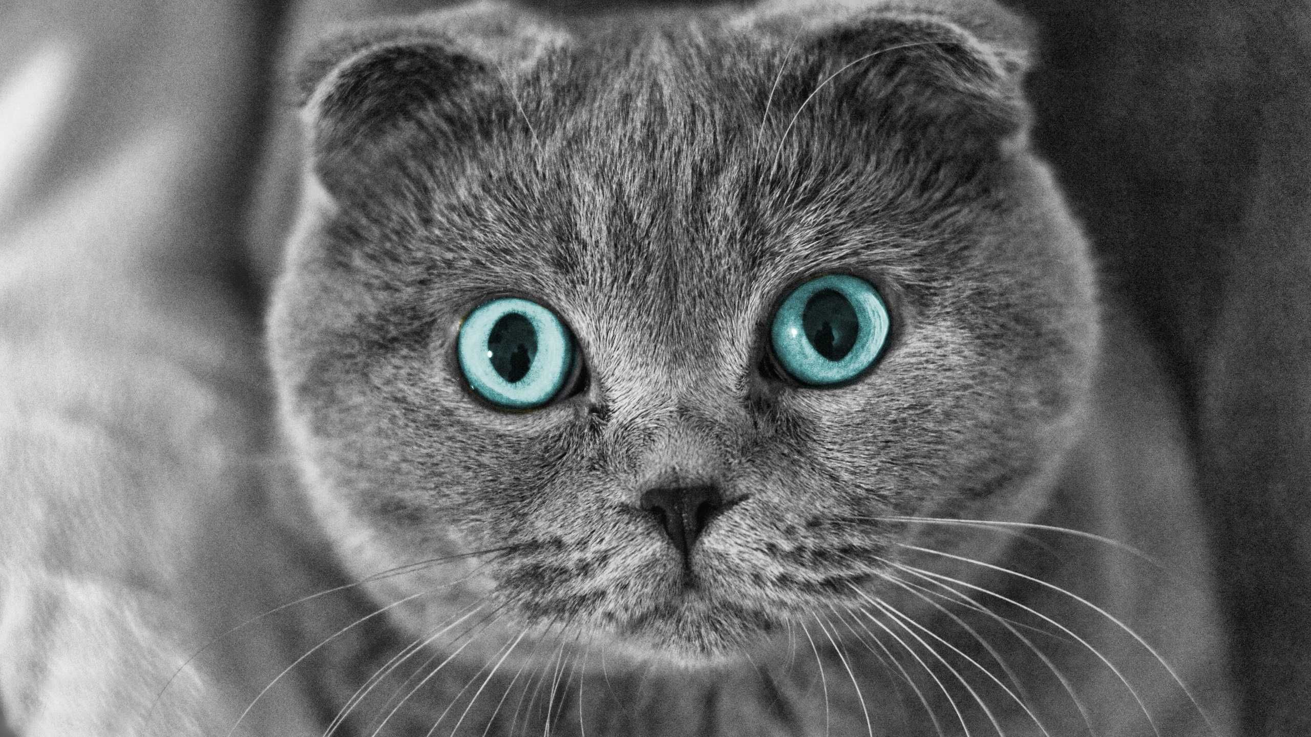 Scottish Fold Cat Wallpaper HD Best Collection Of Sottish Cat. Кошки и котята, Кошачьи обои, Котята