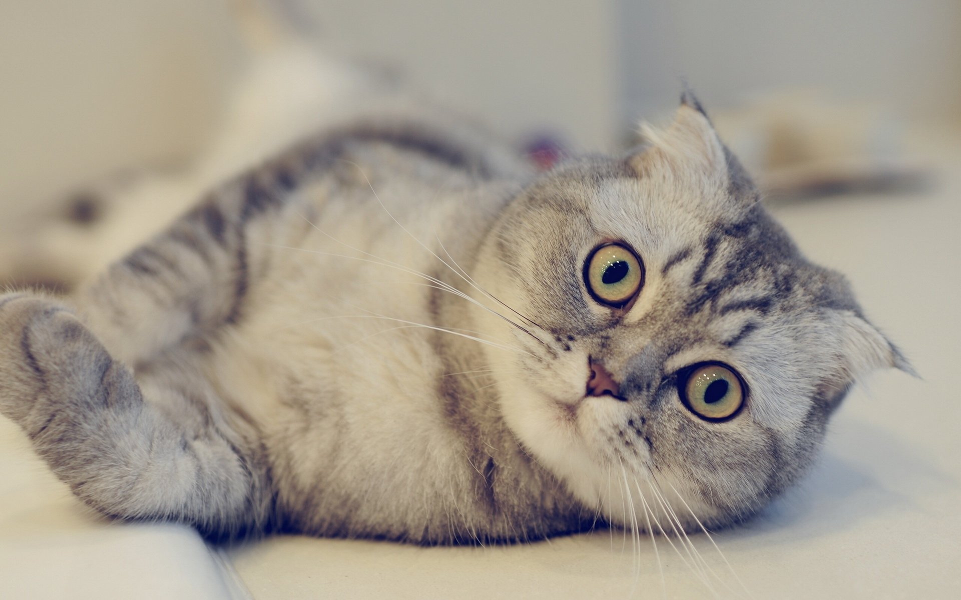 Scottish Fold HD Wallpaper and Background