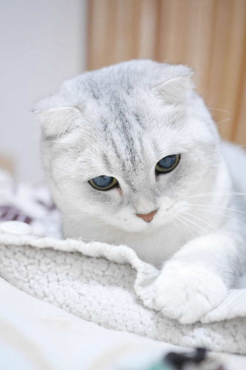 Scottish Fold Silver Gradient Cat