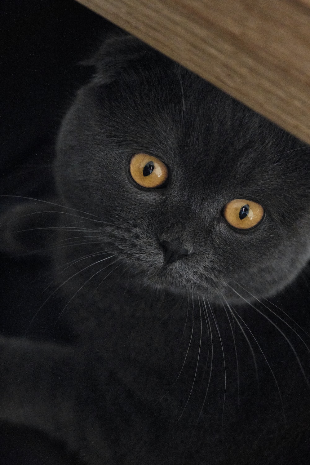 Scottish Fold Picture. Download Free Image