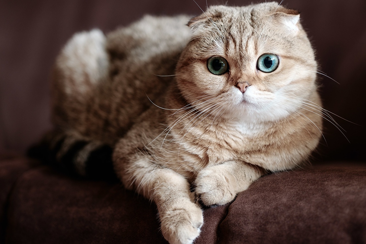 Desktop Wallpaper Scottish Fold cat Paws Glance animal