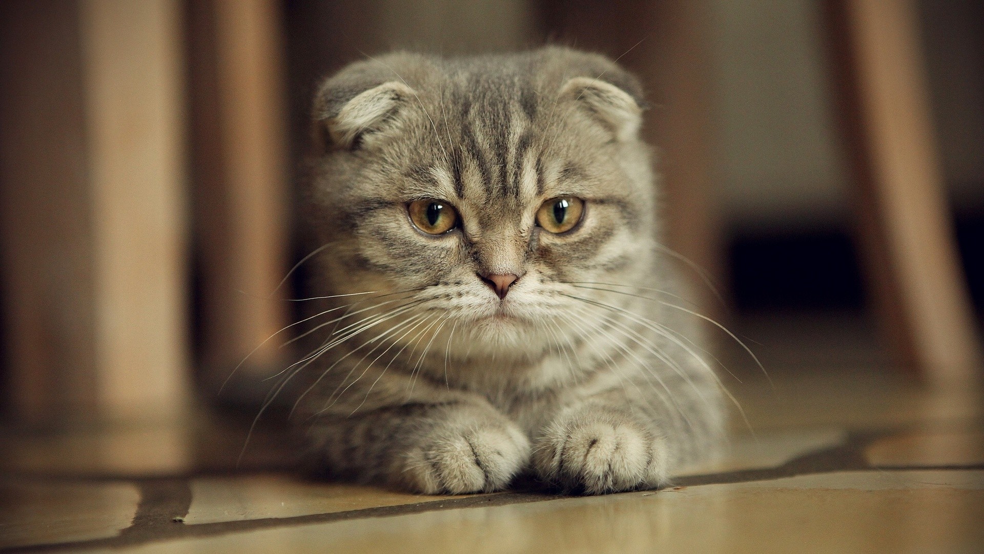 Wallpaper, animals, nose, whiskers, Scottish Fold, kitten, fauna, vertebrate, close up, cat like mammal, small to medium sized cats, carnivoran, domestic short haired cat 1920x1080