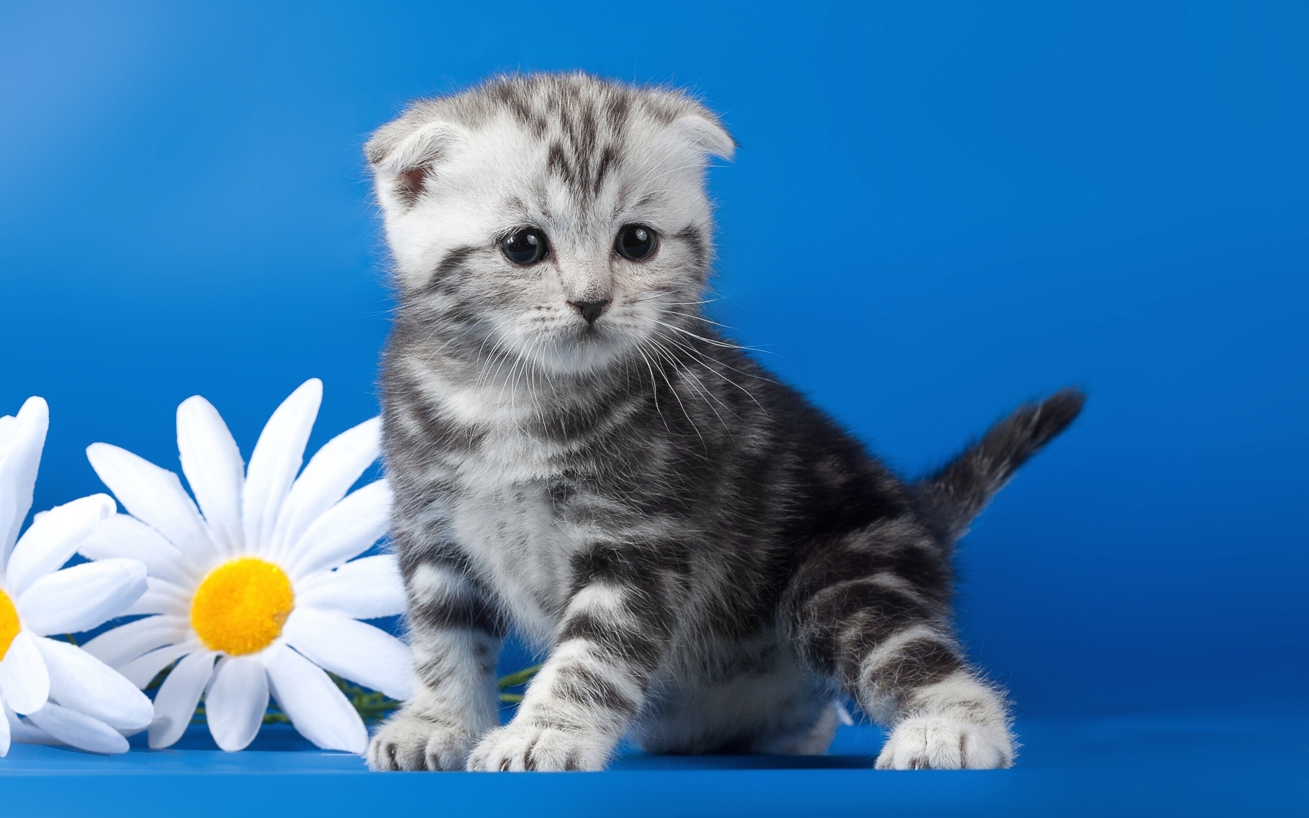 Wallpaper, striped, whiskers, Daisy, persian, Scottish Fold, flower, kitten, vertebrate, cat like mammal, small to medium sized cats, carnivoran, domestic short haired cat, american shorthair 2560x1600