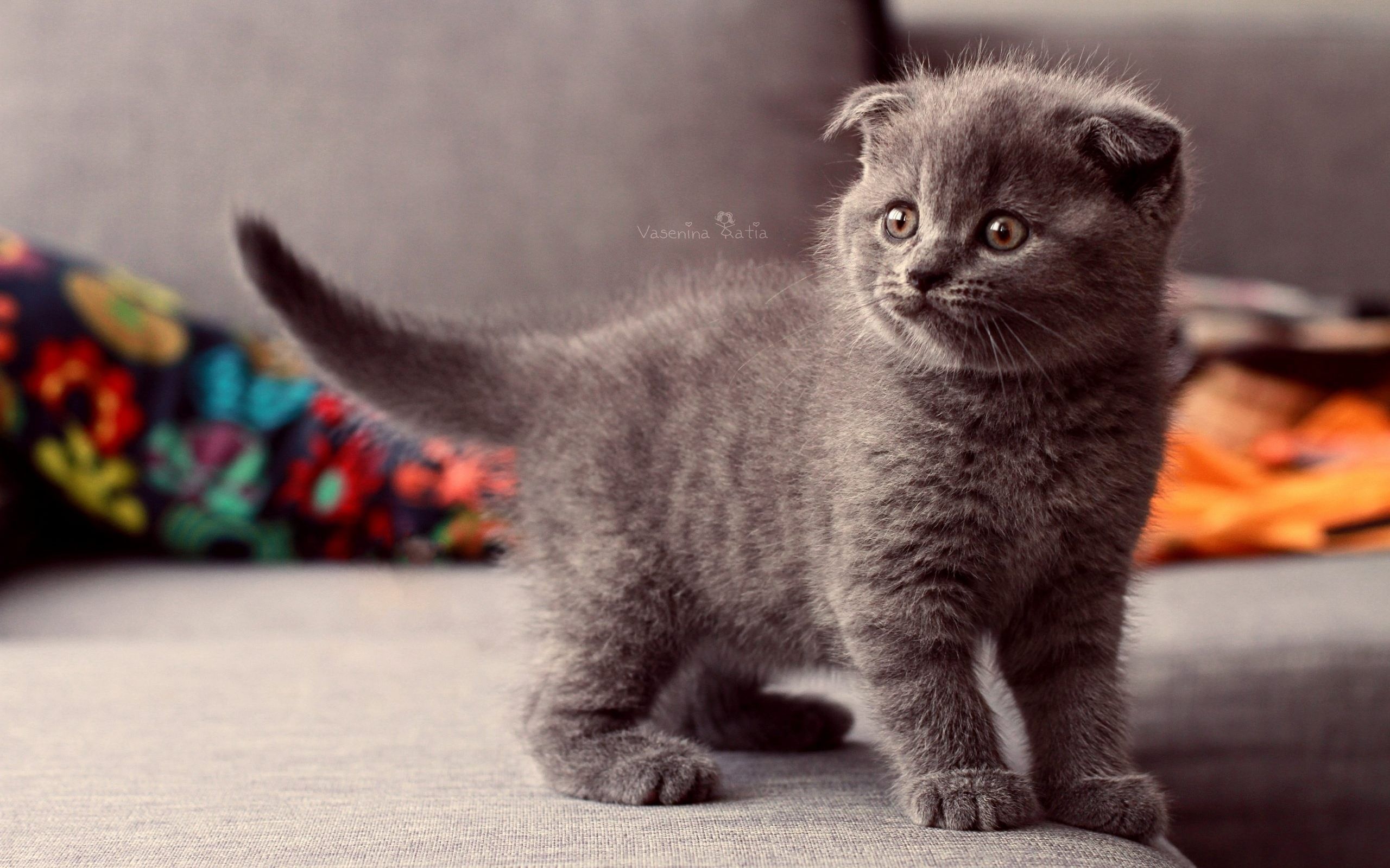 Scottish fold kitten. GFXHive. Baby cats, Cute kitten gif, Scottish fold kittens