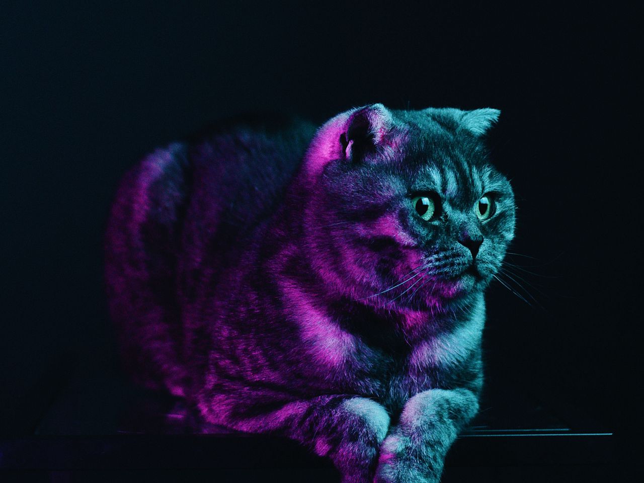Download wallpaper 1280x960 scottish fold, cat, gray, pet, neon standard 4:3 HD background
