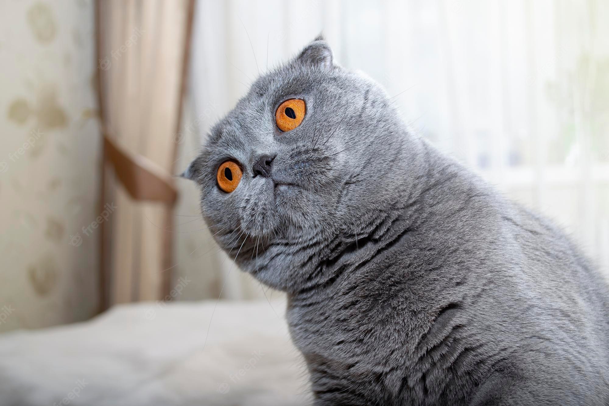 Premium Photo. The scottish fold cat looks curiously funny cat the cat looks to the side with interest