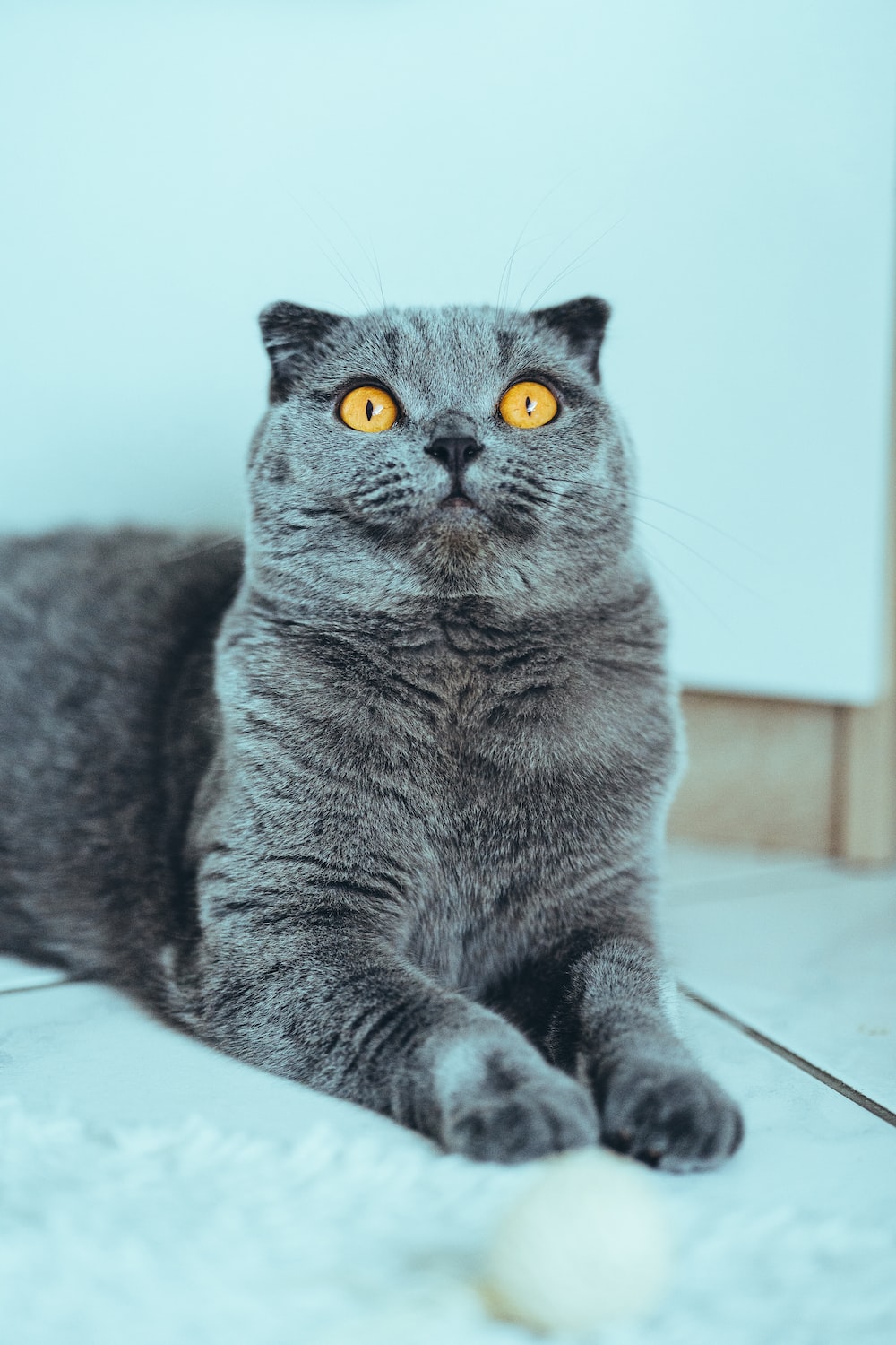 Scottish Fold Picture. Download Free Image