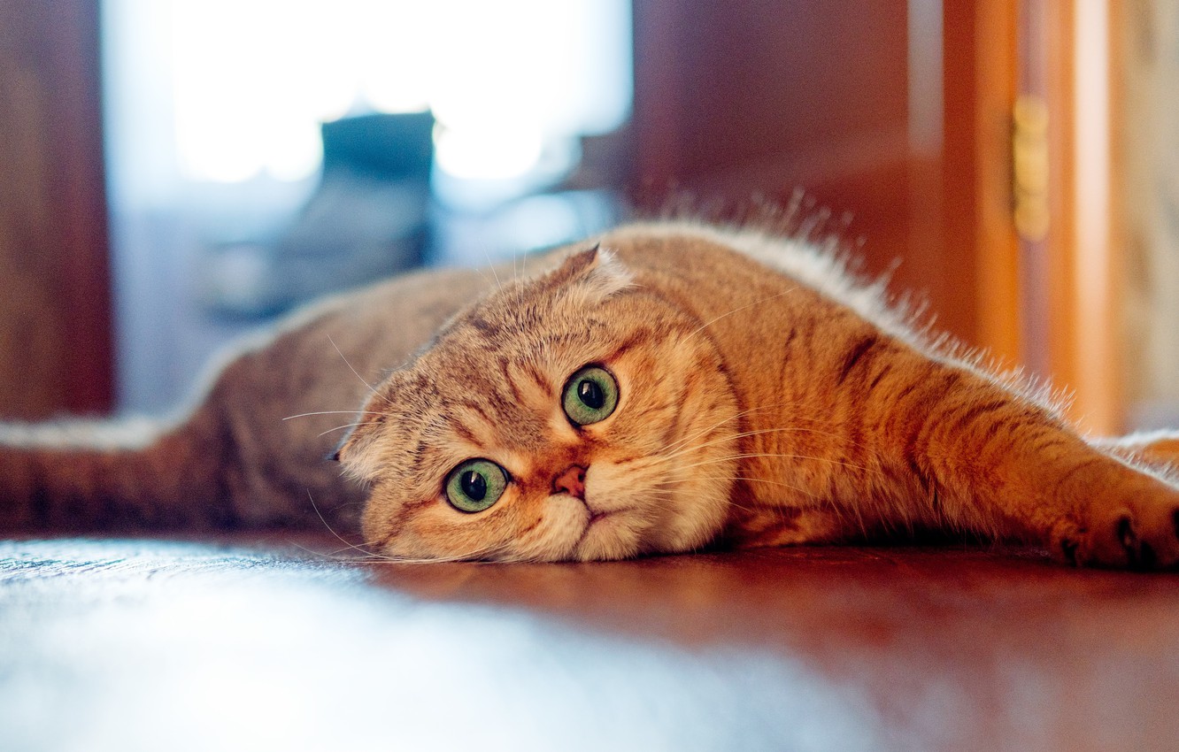 Wallpaper cat, look, muzzle, Scottish fold cat image for desktop, section кошки
