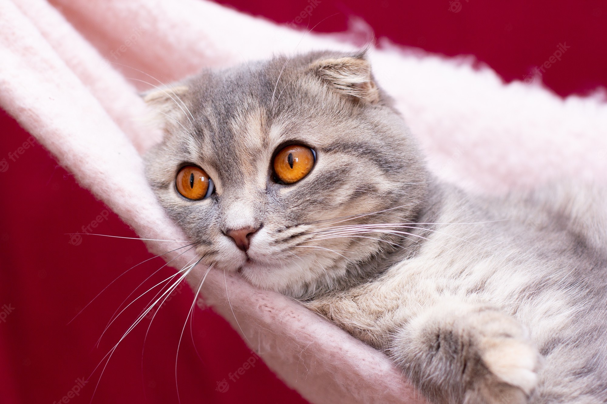 Premium Photo. Portrait of grey scottish fold cat. tabby shorthair kitten. big yellow eyes. a beautiful background for wallpaper, cover, postcard. isolated, close up. cats concept