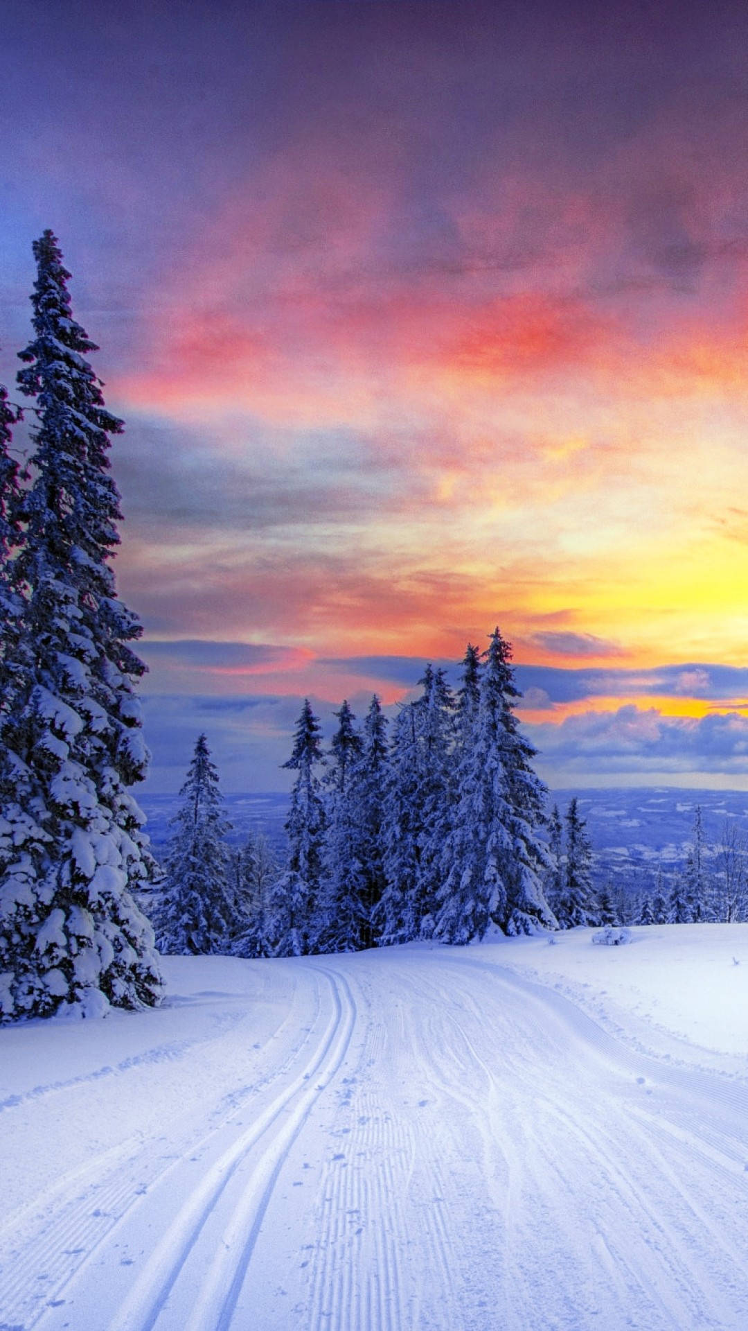Download Pine Trees Orange Sky Winter iPhone Wallpaper