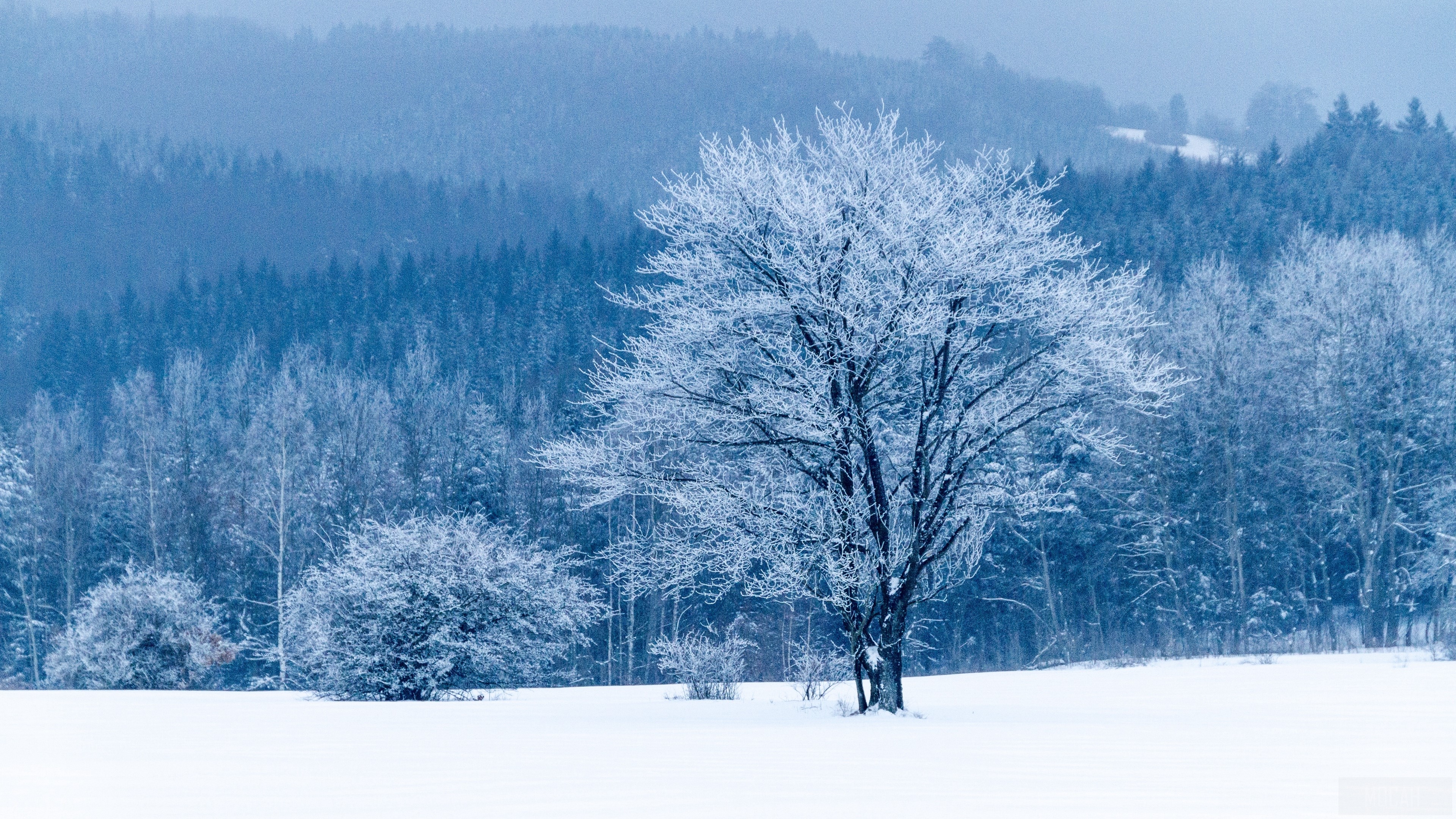 tree, snow, winter, forest 4k Gallery HD Wallpaper