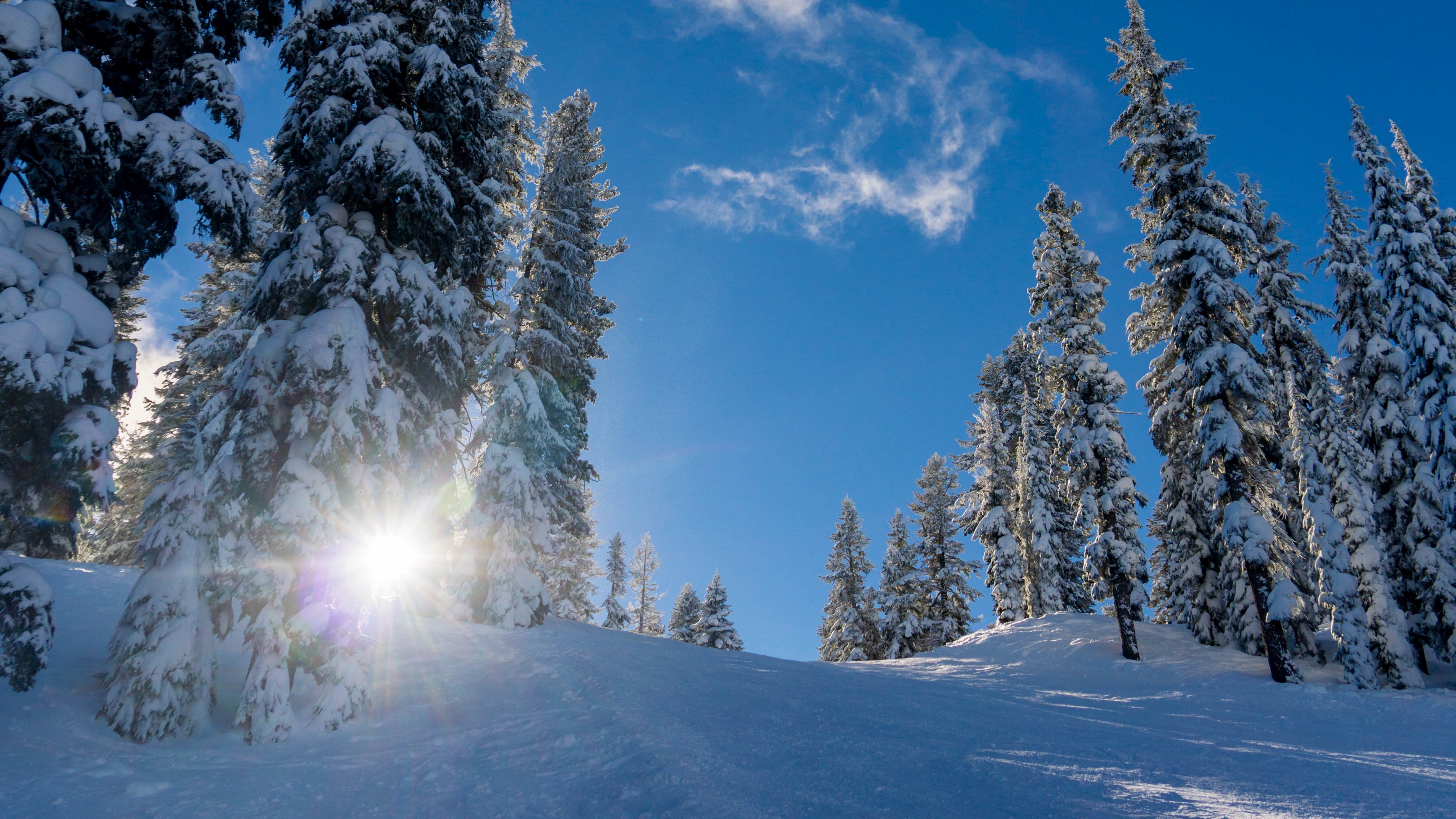 Wallpaper 4k forest, winter, snow, trees, sunlight, elevation 4k Wallpaper