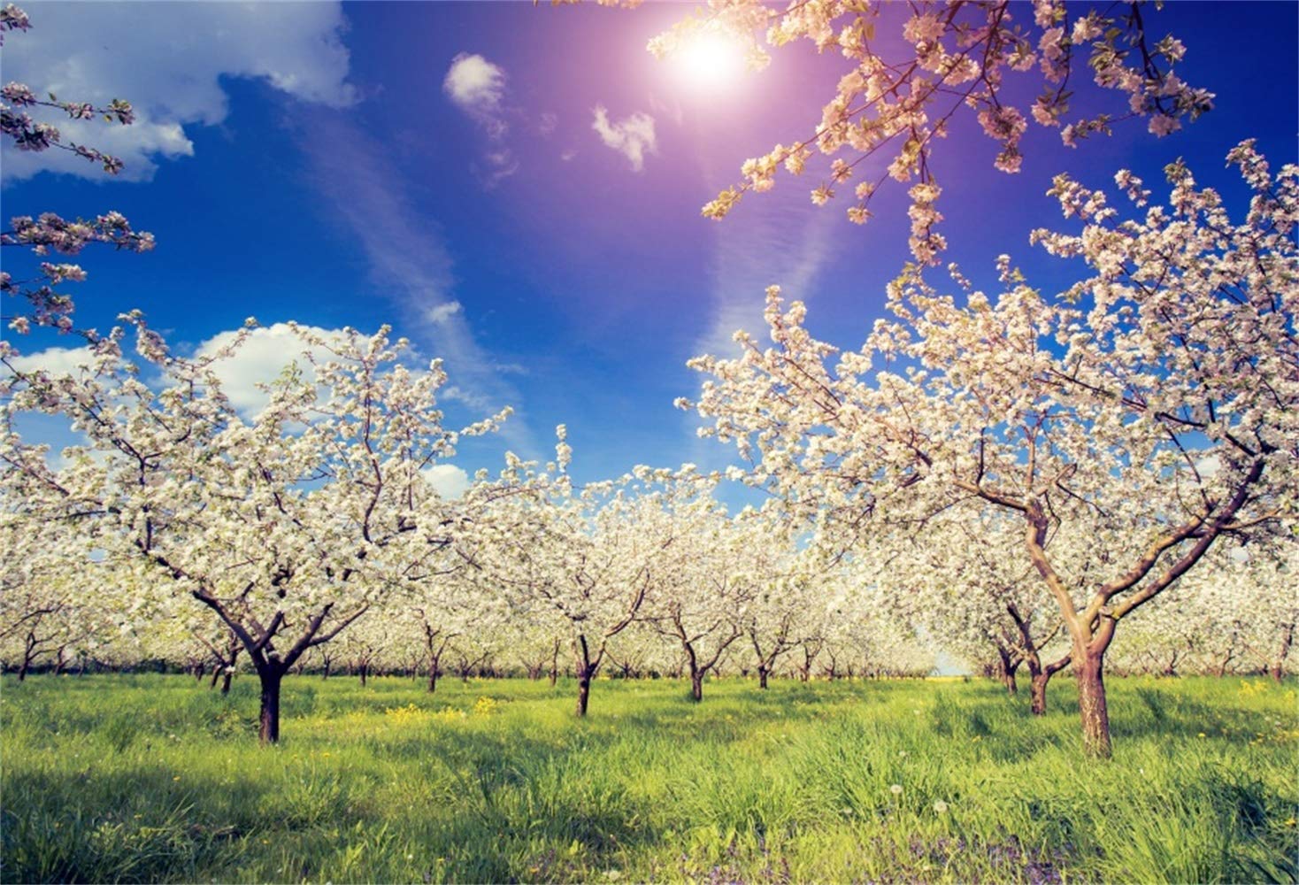 Amazon.com, Laeacco Spring Outdoor Blooming Trees Orchard Green Grassland Blue Sky White Clouds 7x5ft Vinyl Photography Background Spring Scenic Backdrop Landscape Wallpaper Wedding Shoot Studio Props
