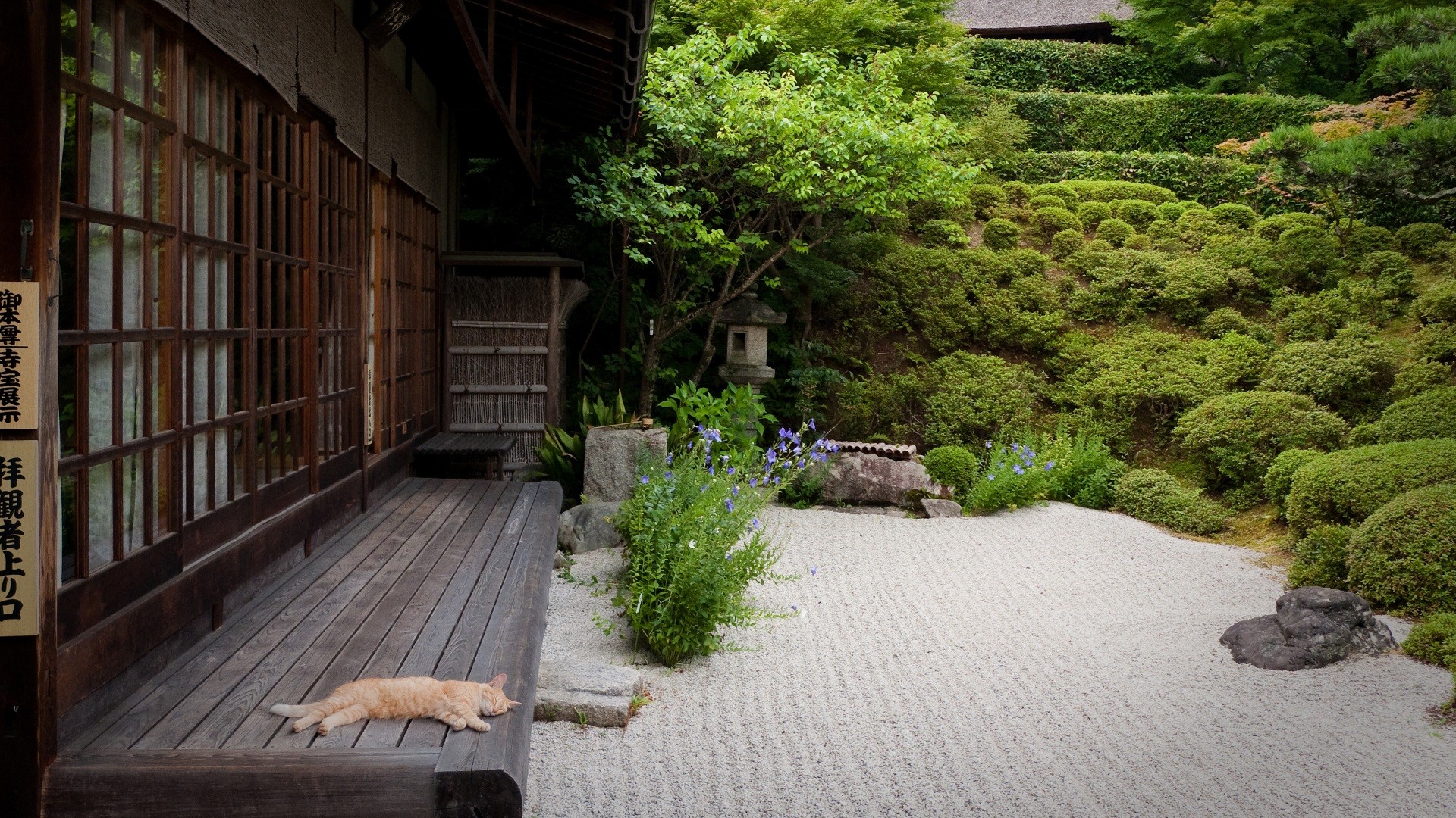 Wallpaper, Japan, cat, garden, walkway, backyard, estate, yard, home, lawn, residential area, outdoor structure, courtyard, property, landscaping, landscape architect 1920x1080