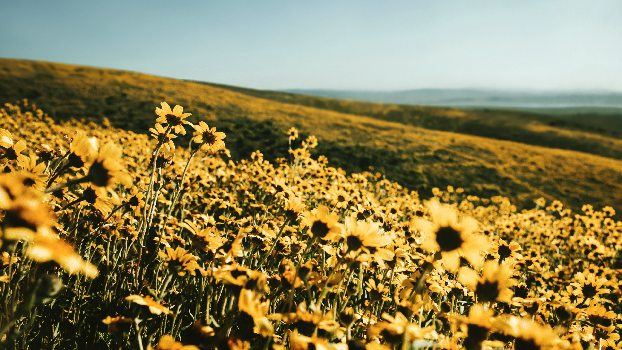 Download wallpaper 2560x1440 yellow flower field, spring, landscape, nature, dual wide 16:9 2560x1440 HD background, 25432