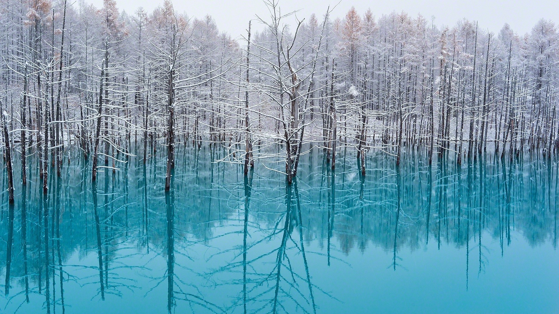 Wallpaper, Japan, sunlight, trees, landscape, forest, lake, water, nature, reflection, snow, winter, branch, ice, cold, mist, frost, turquoise, Freezing, birch, tree, season, habitat, natural environment, atmospheric phenomenon, woody plant 1920x1080