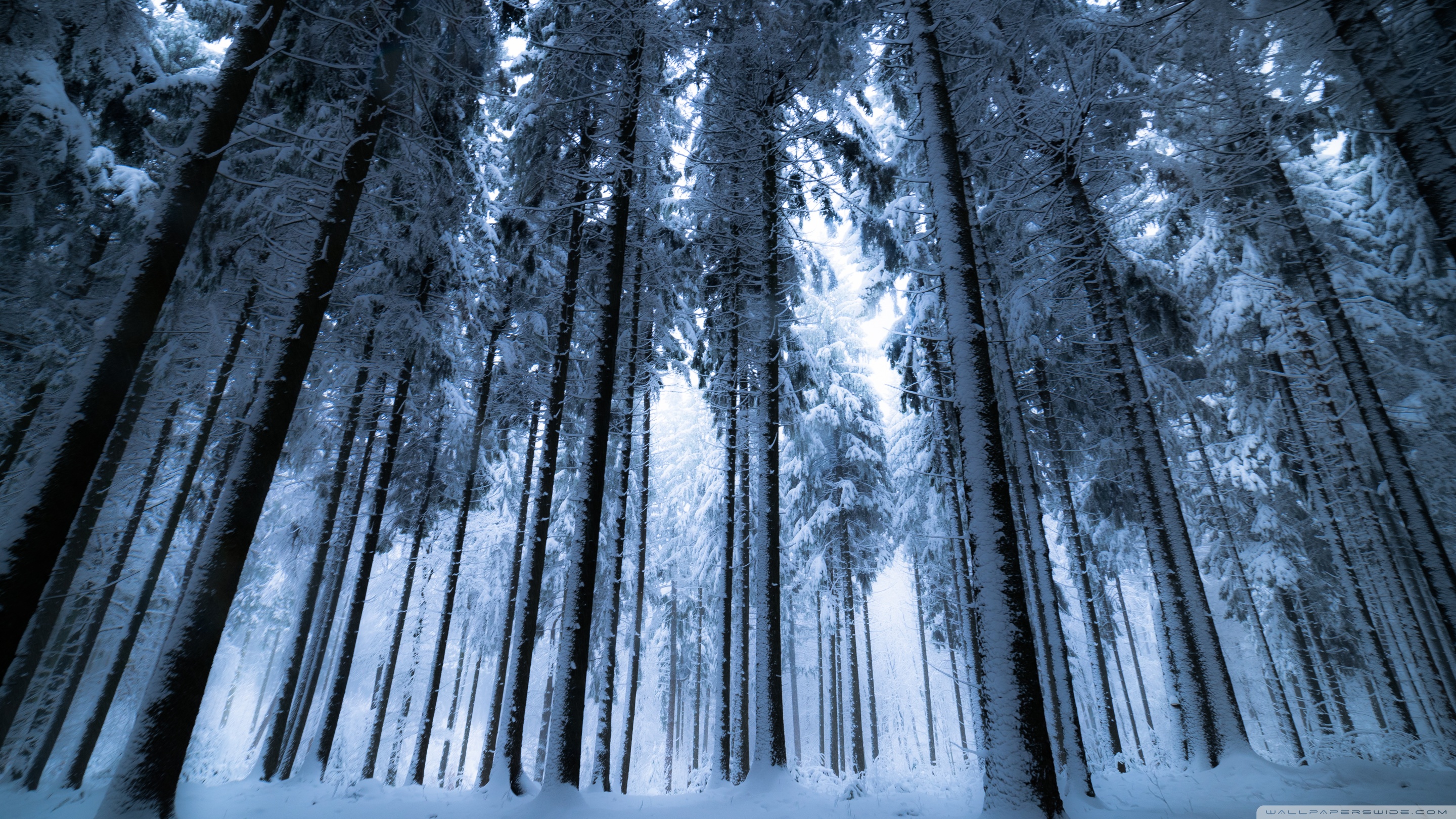 Deep Winter Forest Ultra HD Desktop Background Wallpaper for 4K UHD TV, Widescreen & UltraWide Desktop & Laptop, Tablet