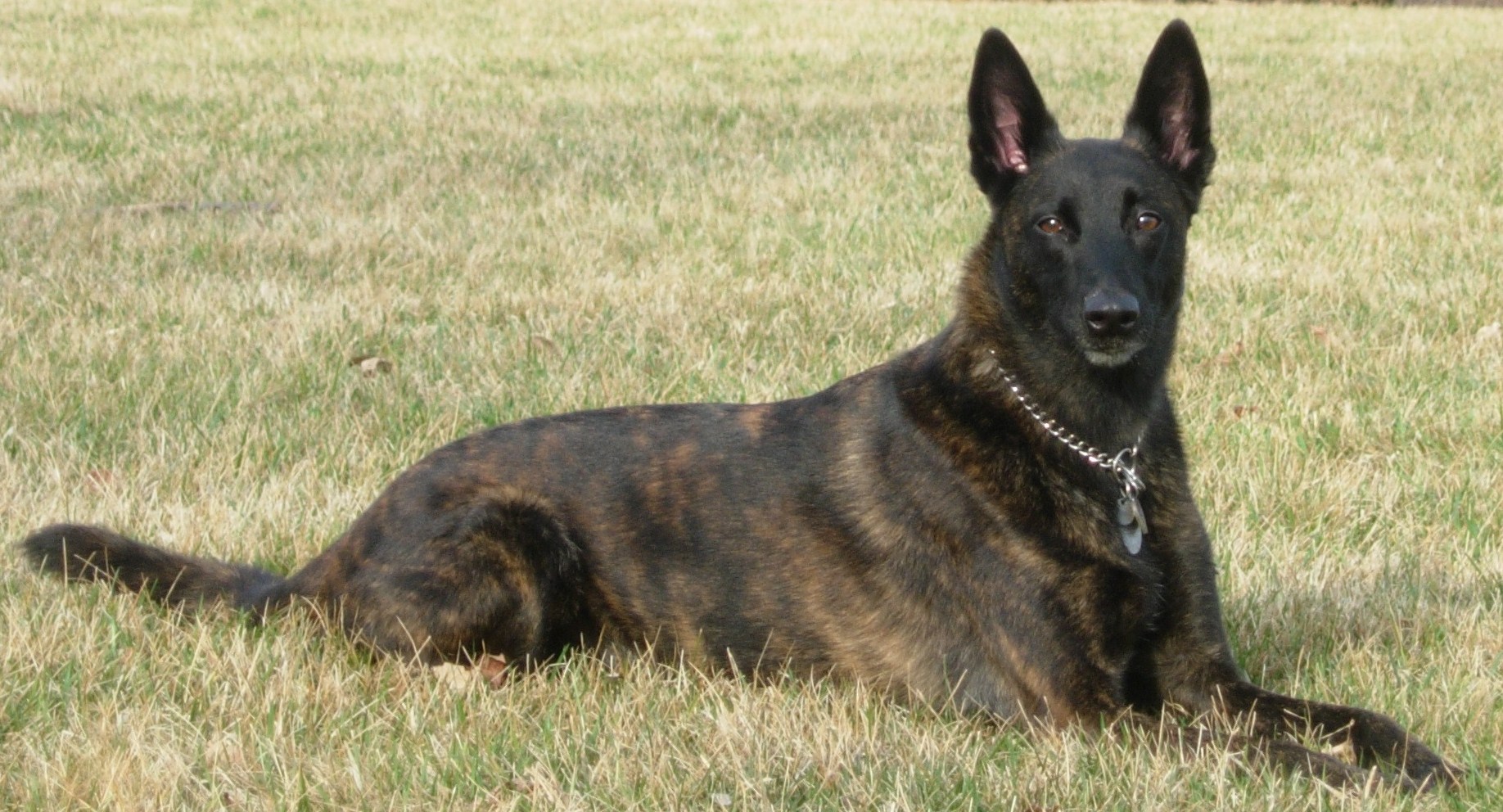 Dutch Shepherd Dog in the field photo and wallpaper. Beautiful Dutch Shepherd Dog in the field picture