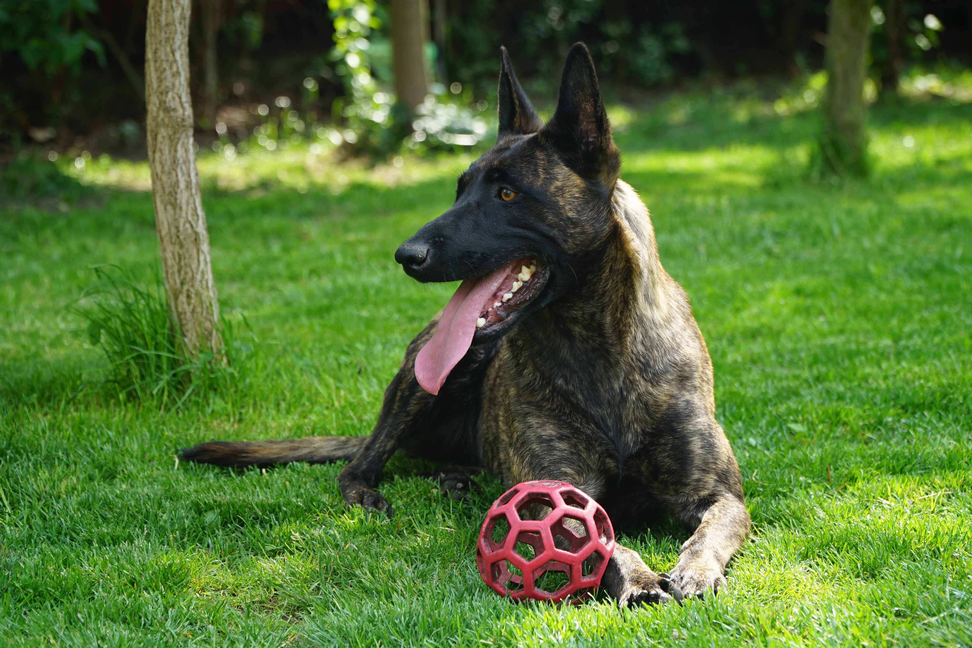 4K, Dutch shepherd, Dogs, Grass, Ball, Lying down, Tongue, Shepherd Gallery HD Wallpaper