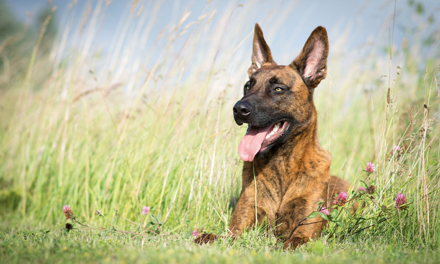 Dutch Shepherd Breed: Characteristics, Care & Photo
