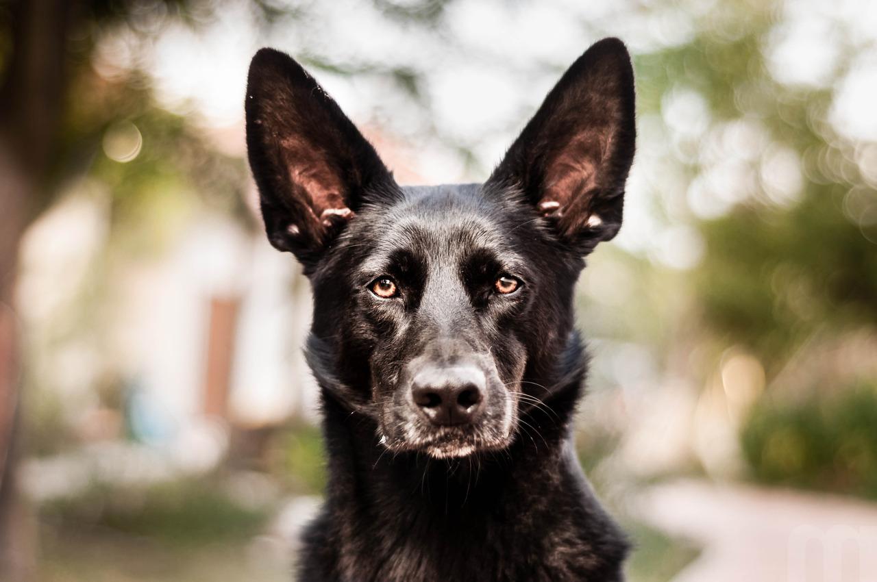 Dutch Shepherd Dog Wallpaper HD Download