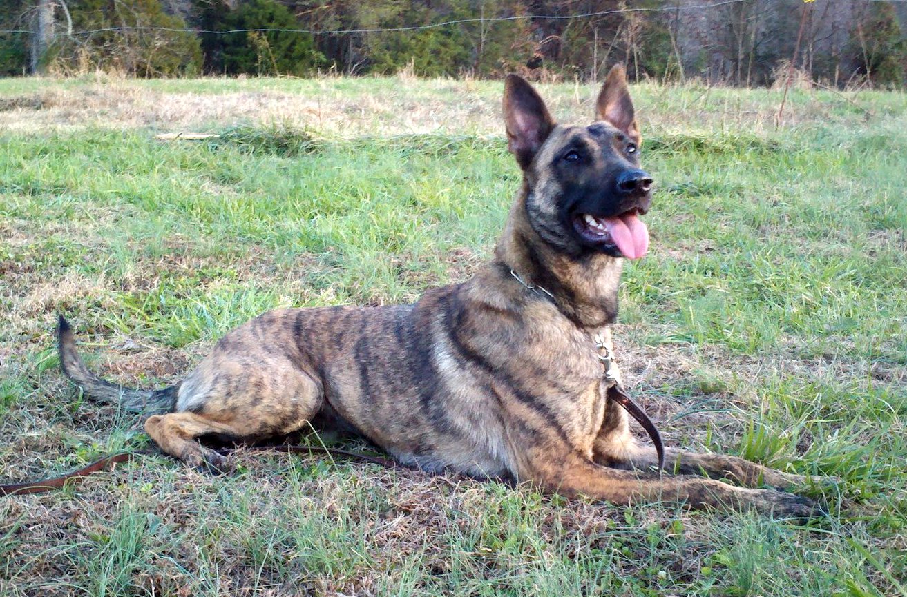 Dutch Shepherd Dog in the grass photo and wallpaper. Beautiful Dutch Shepherd Dog in the grass picture