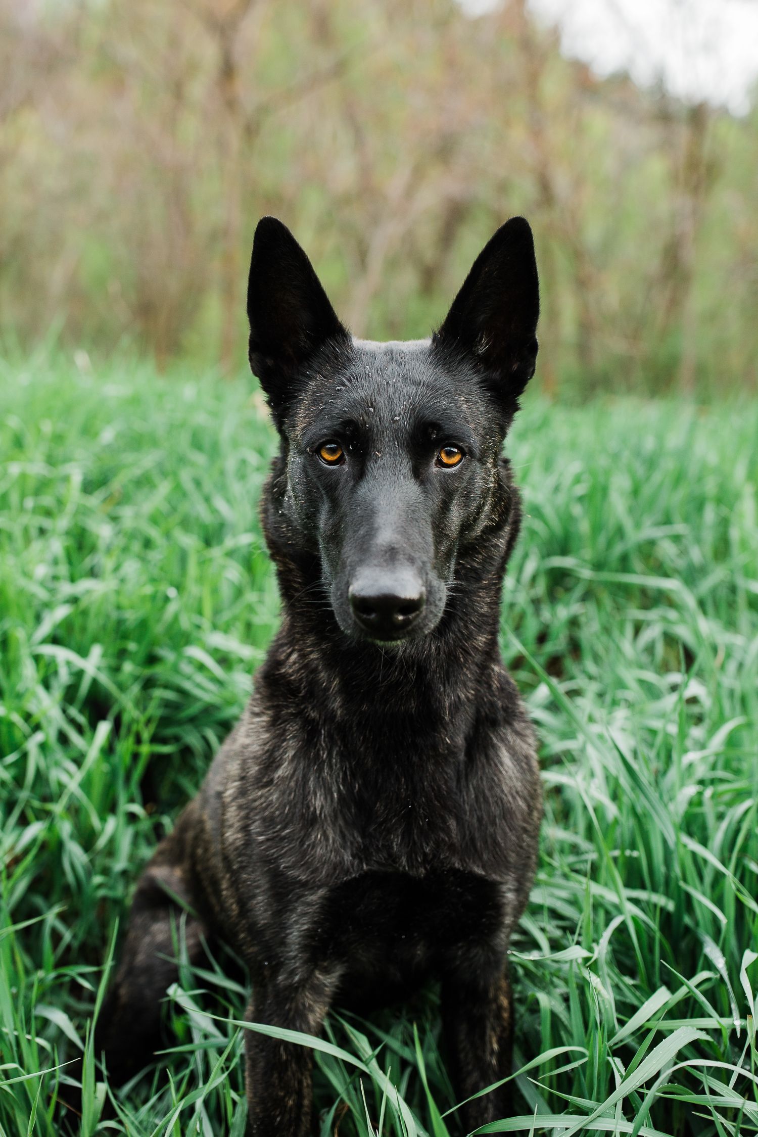 Dutch shepherd. Allison Mae Photography. Dutch shepherd dog, Working dogs, Malinois dog