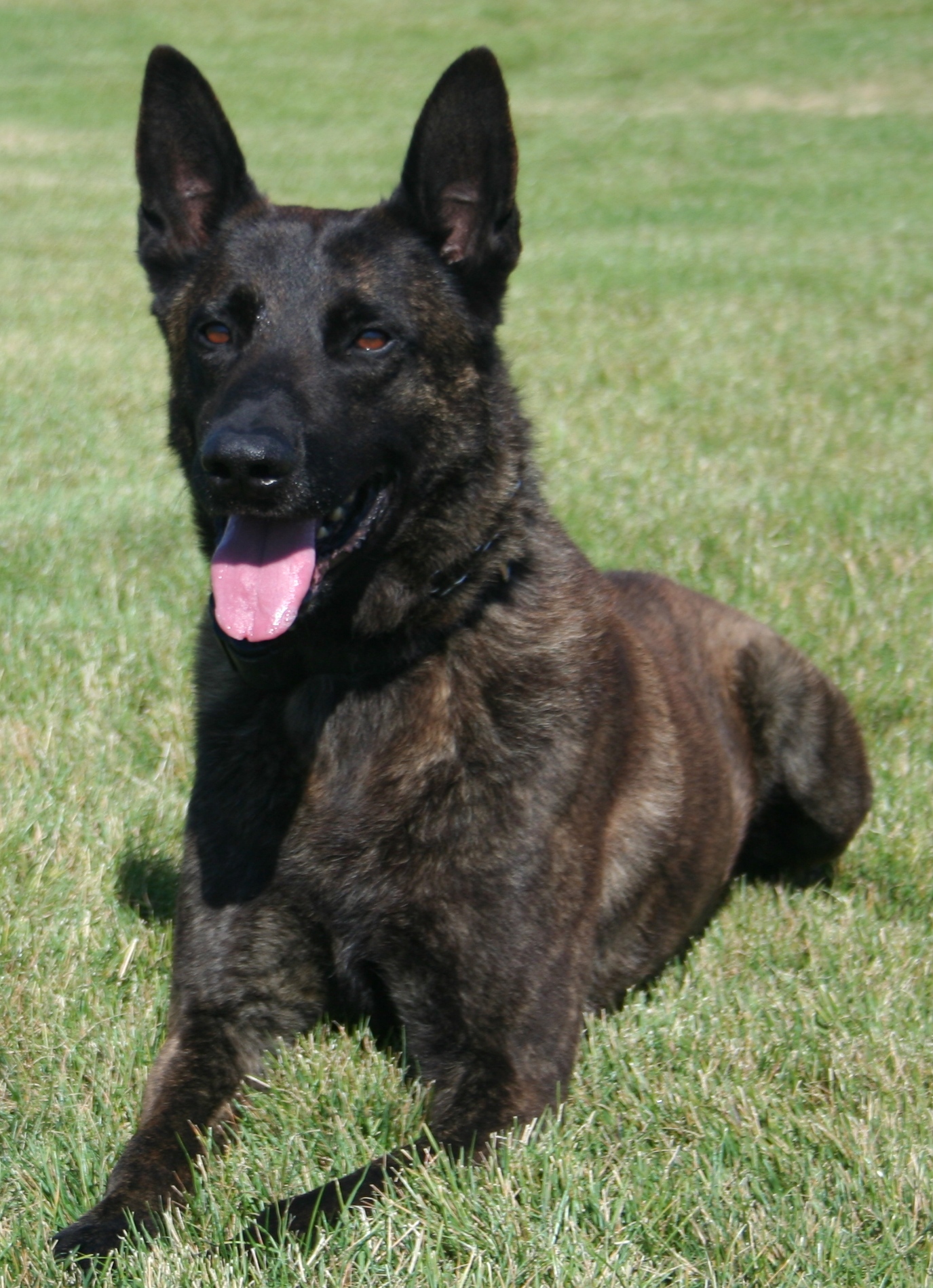 Resting Dutch Shepherd Dog photo and wallpaper. Beautiful Resting Dutch Shepherd Dog picture