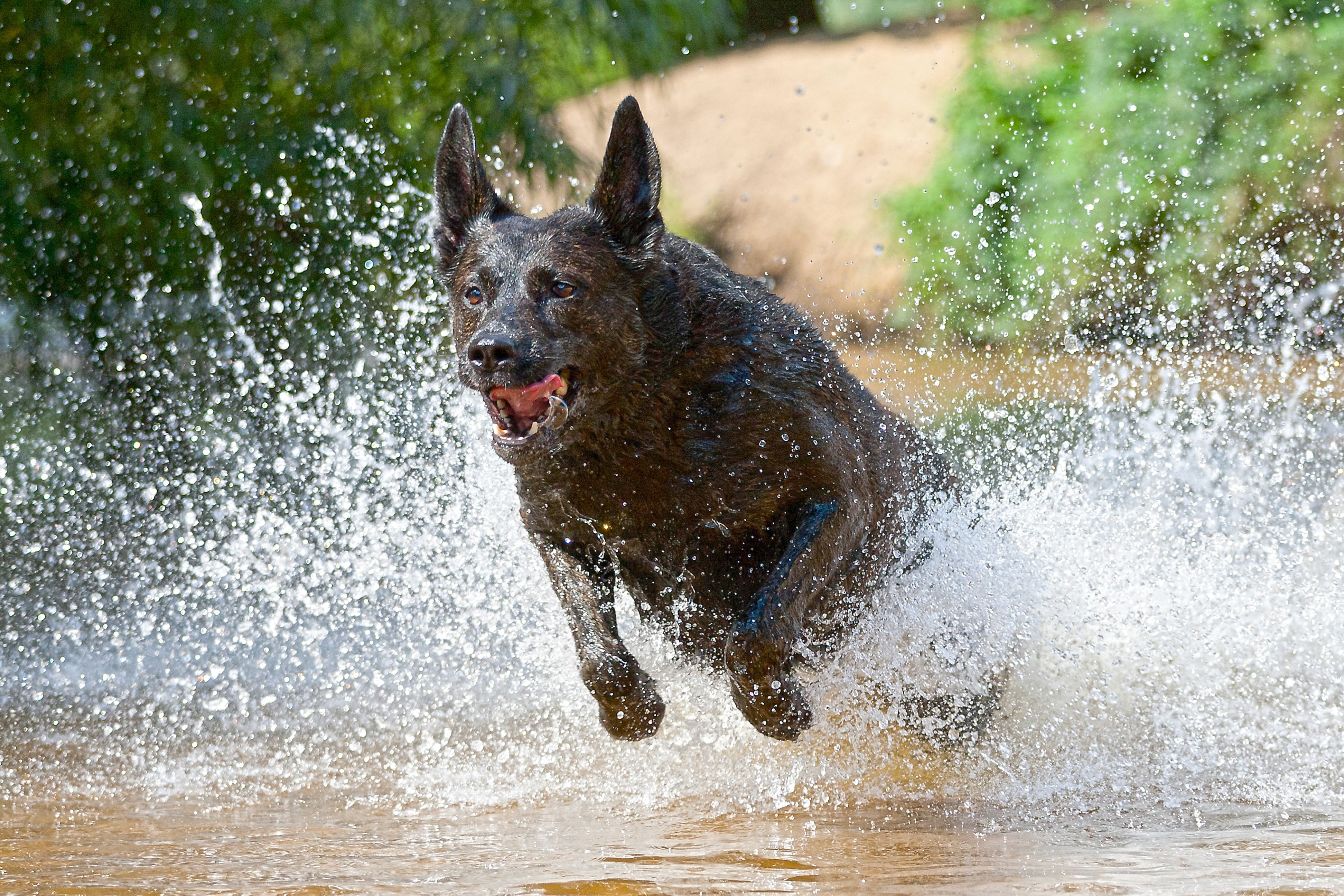 Dutch Shepherd Dog Breed Information & Picture