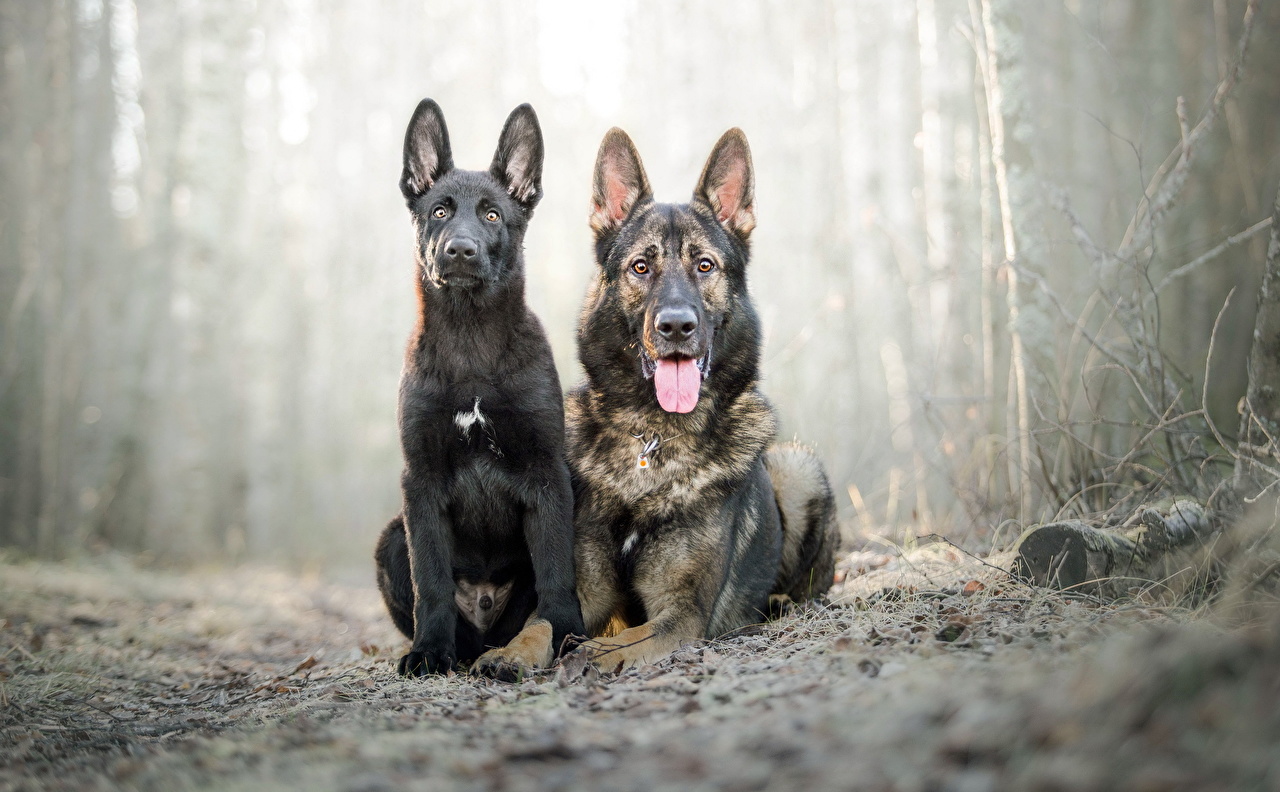 image Puppy Shepherd Dogs 2 animal