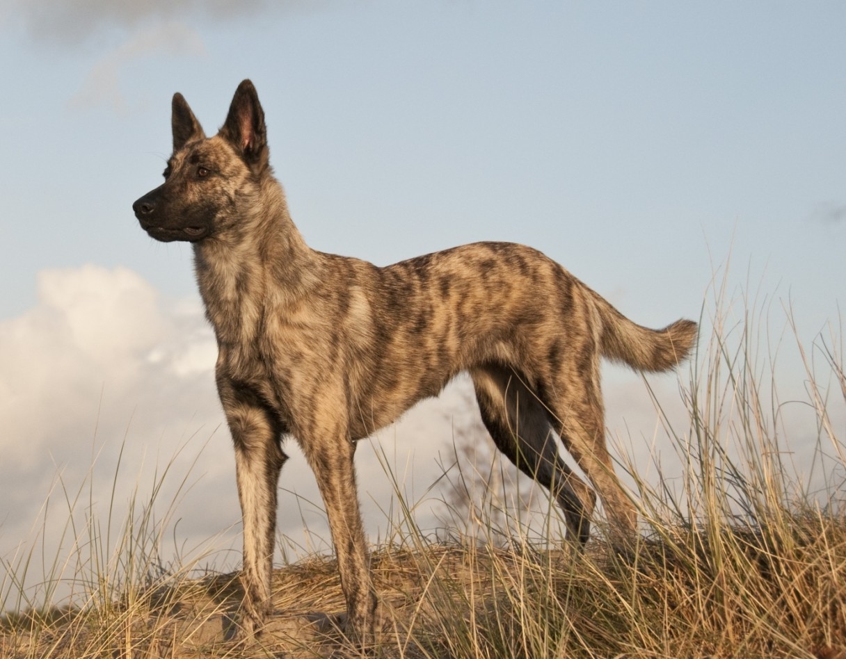 Dutch Shepherd Dog Info, Temperament, Puppies, Training, Picture