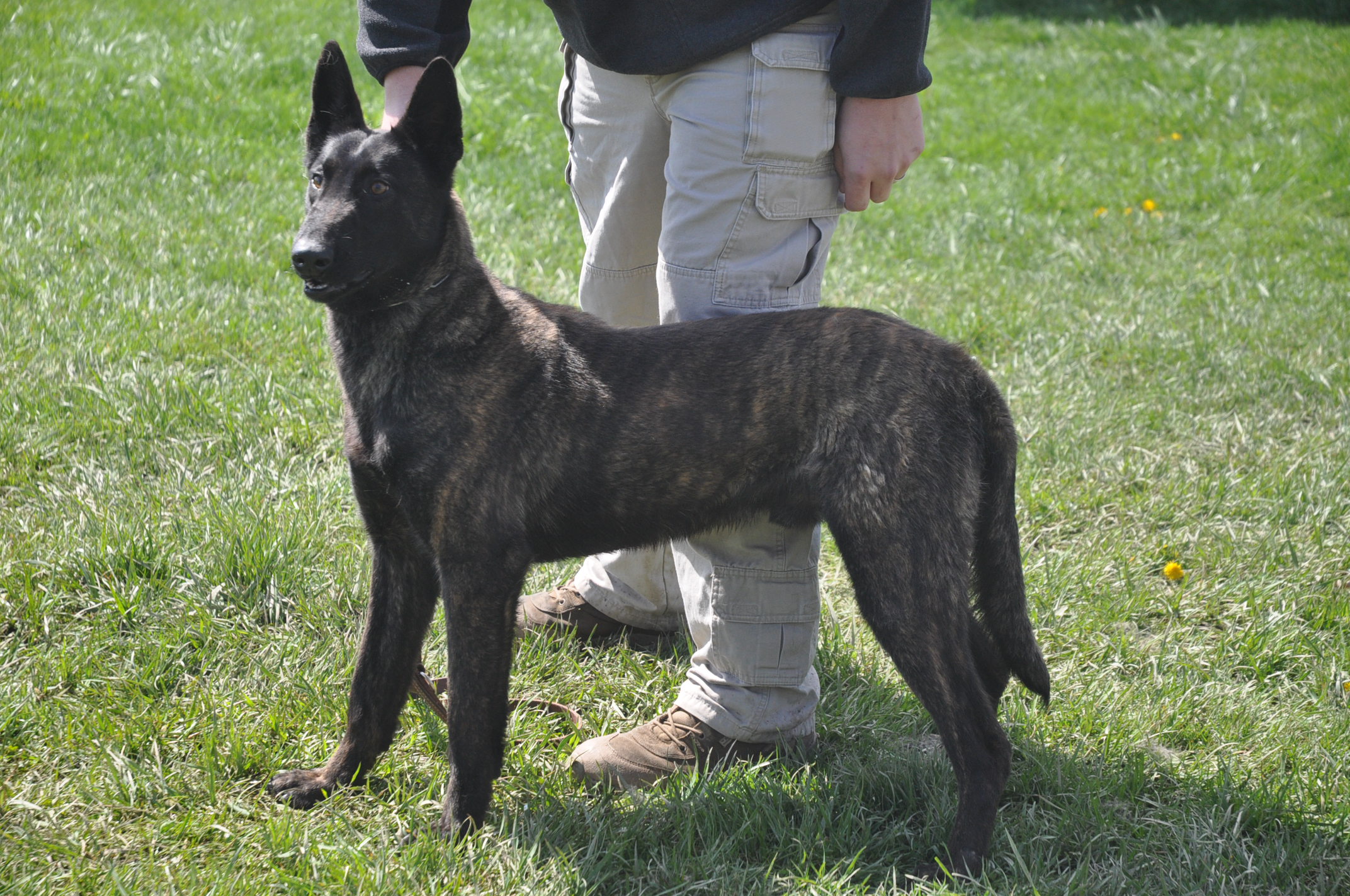 Dutch Shepherd Dog with the owner photo and wallpaper. Beautiful Dutch Shepherd Dog with the owner picture
