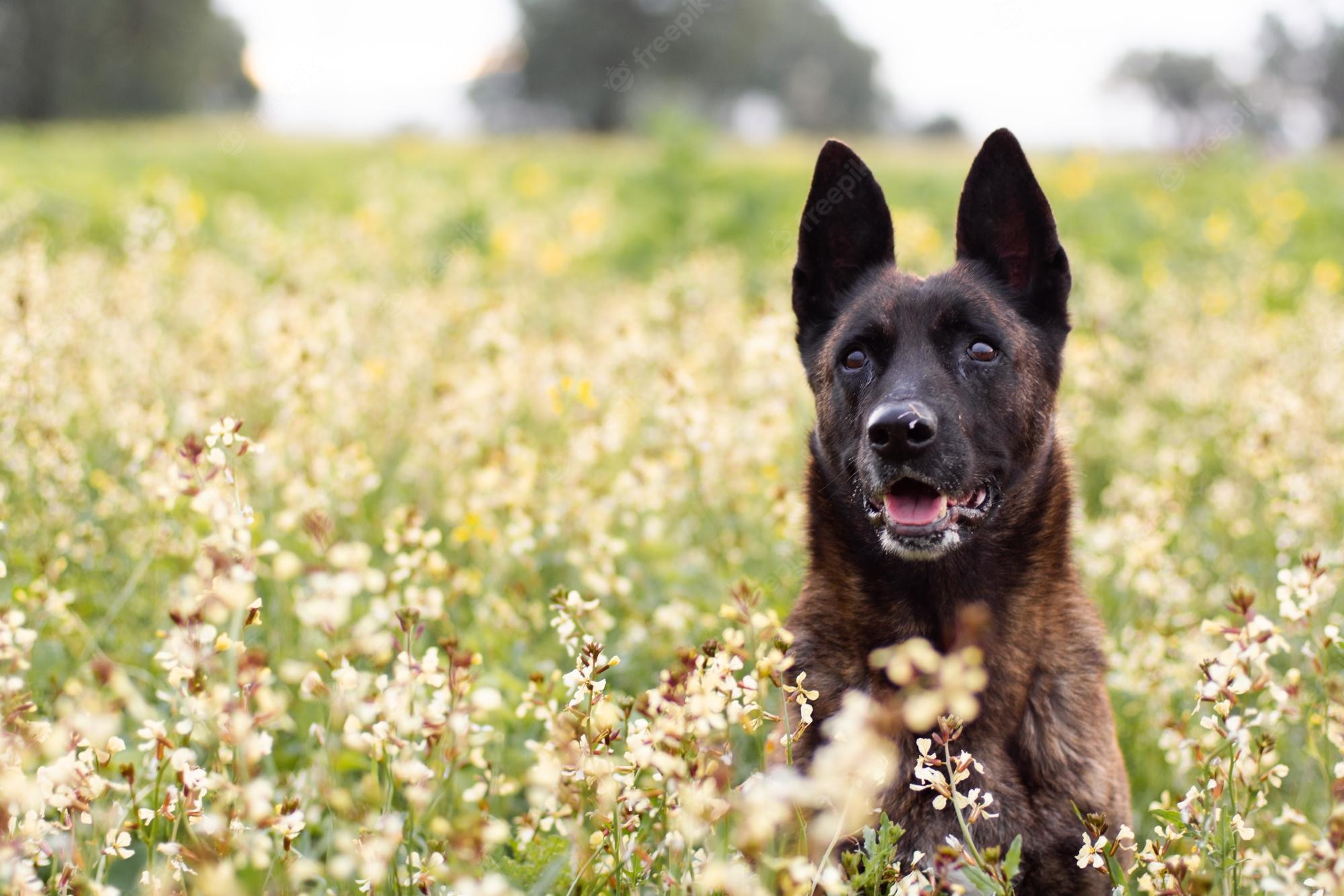 Dutch Shepherd Image