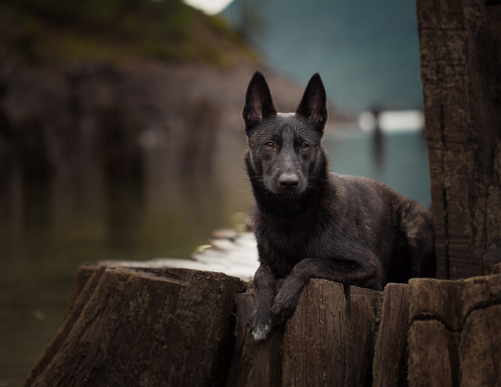 Urza. My friend's dutch shepherd puppy is nearly a year old