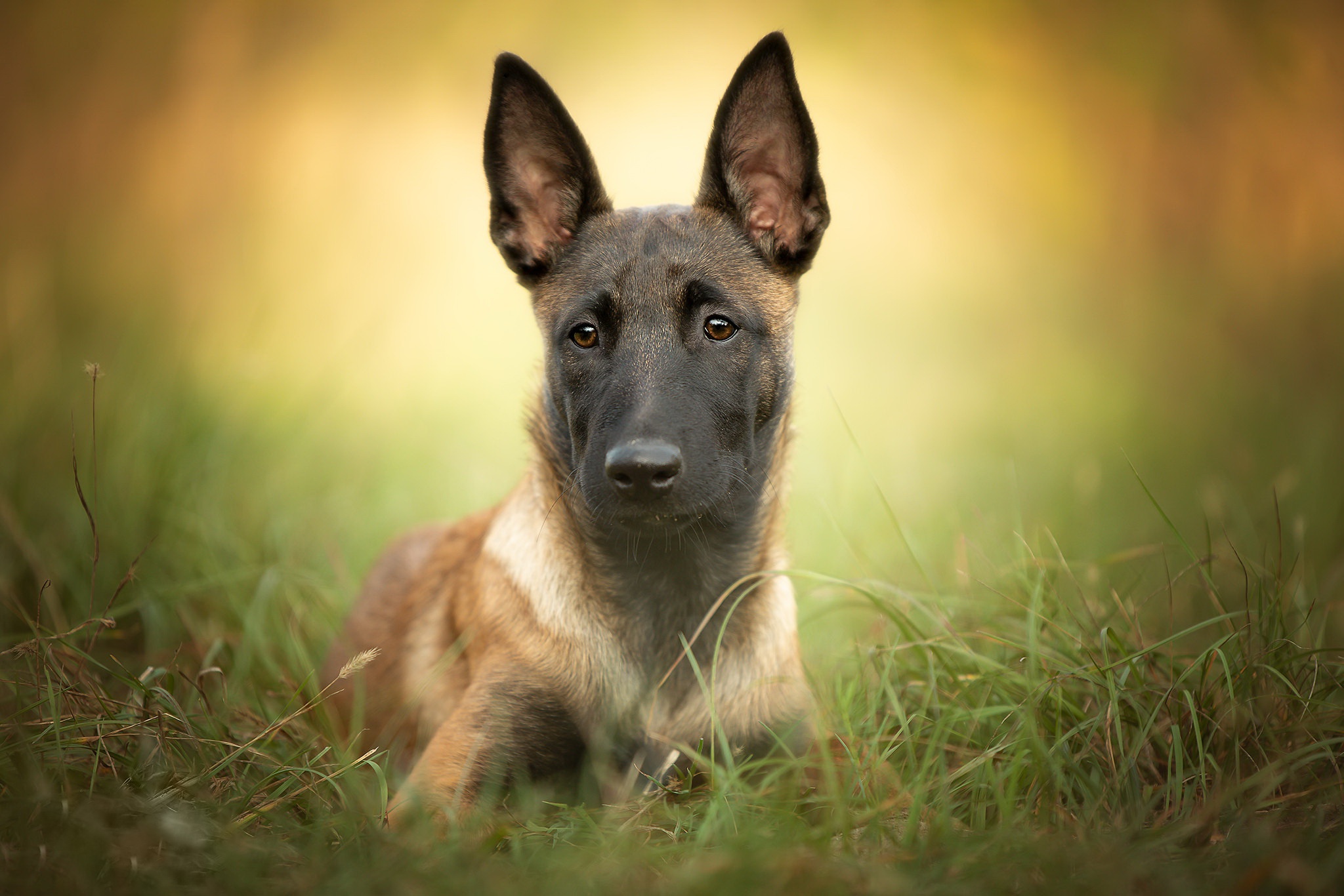Belgian Shepherd HD, Dog, Malinois, Pet Gallery HD Wallpaper