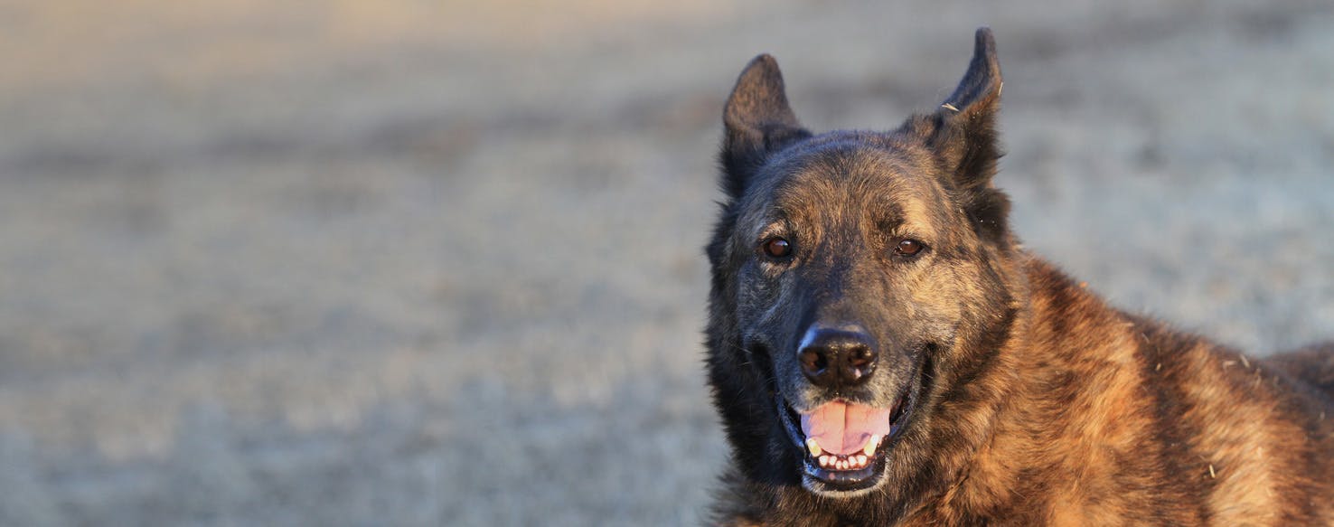 Dutch Shepherd. Dog Breed Facts and Information! Dog Walking
