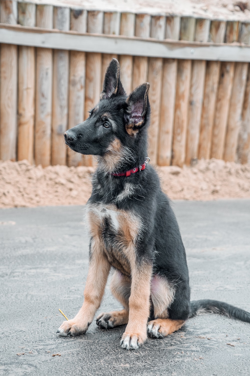 Shepherd Dogs