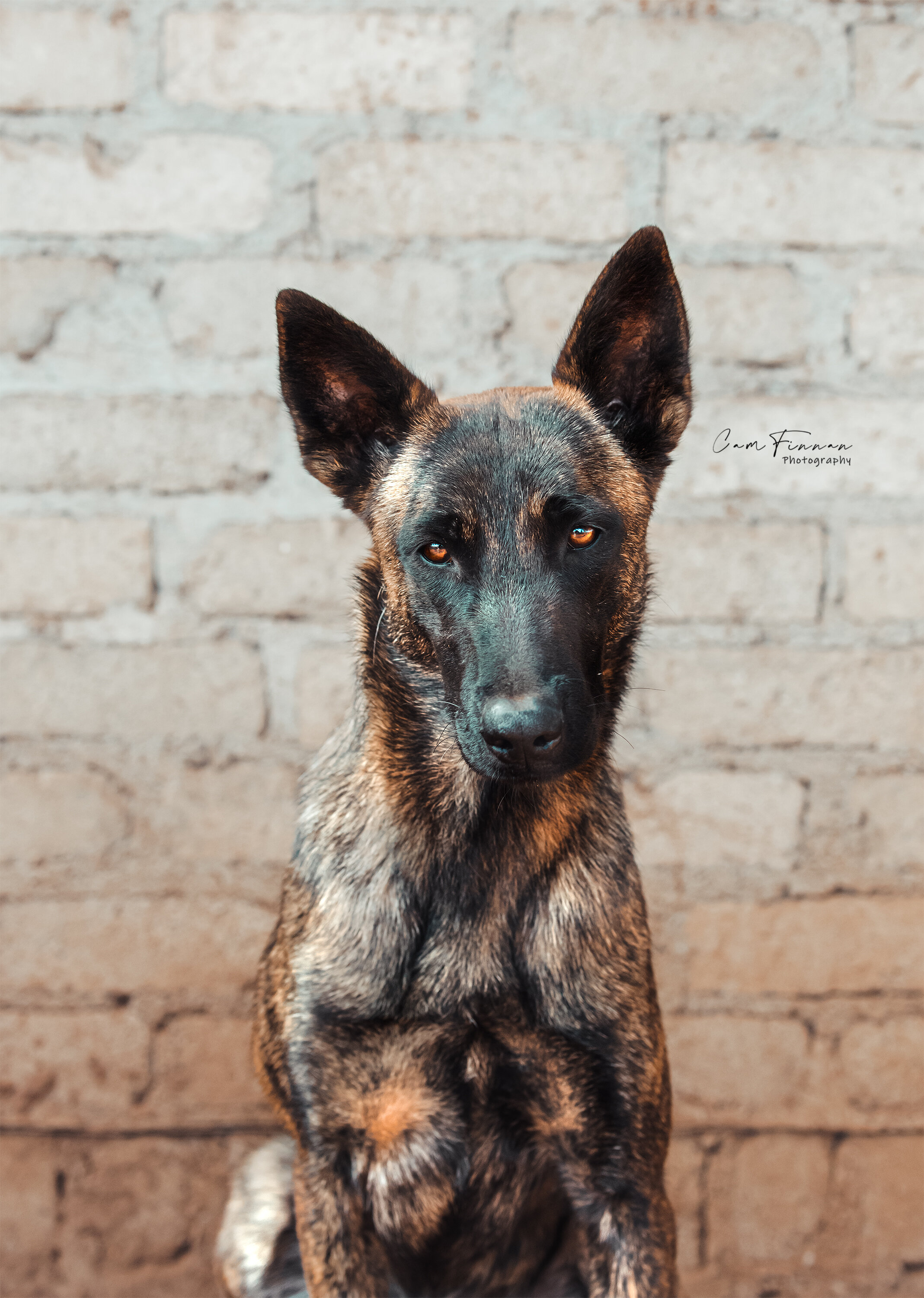 Meet the Dogs