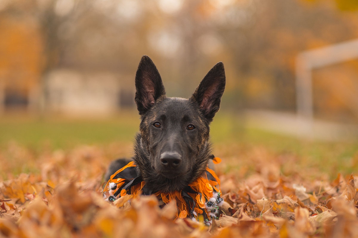Dutch Shepherd Pros And Cons!