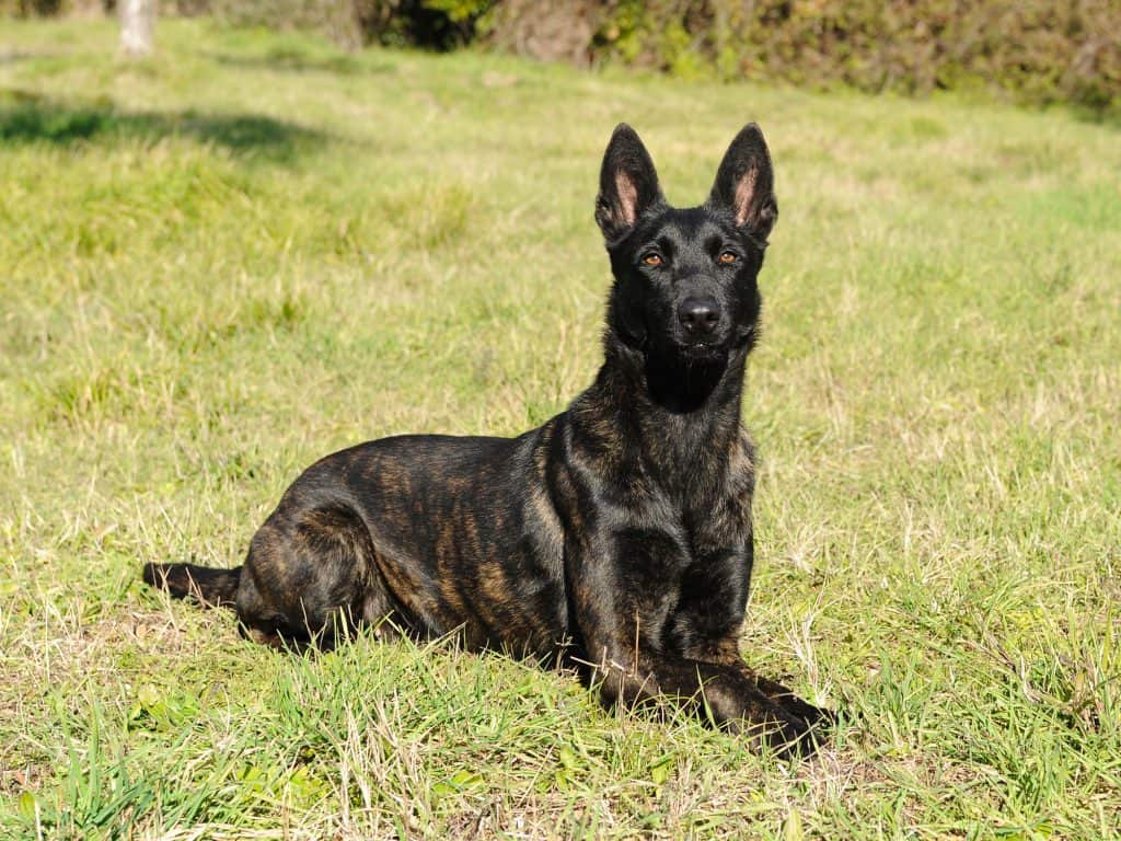 Dutch Shepherd: The Ultimate Guide
