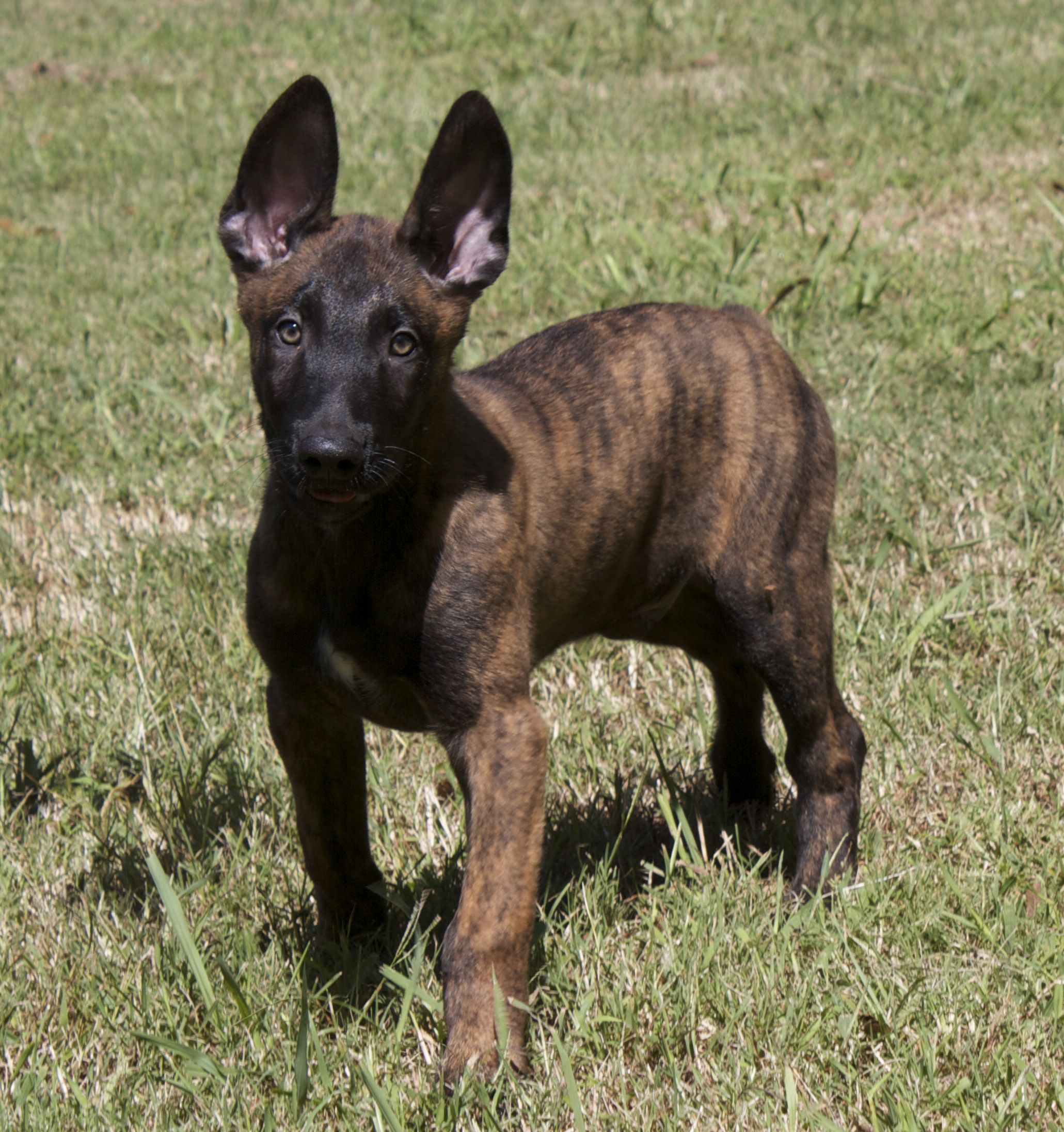 Dutch Shepherds: These herding dogs almost went extinct during the 1950s. Now, even though their numbers are. Dutch shepherd dog, Shepherd dog breeds, Dog photo